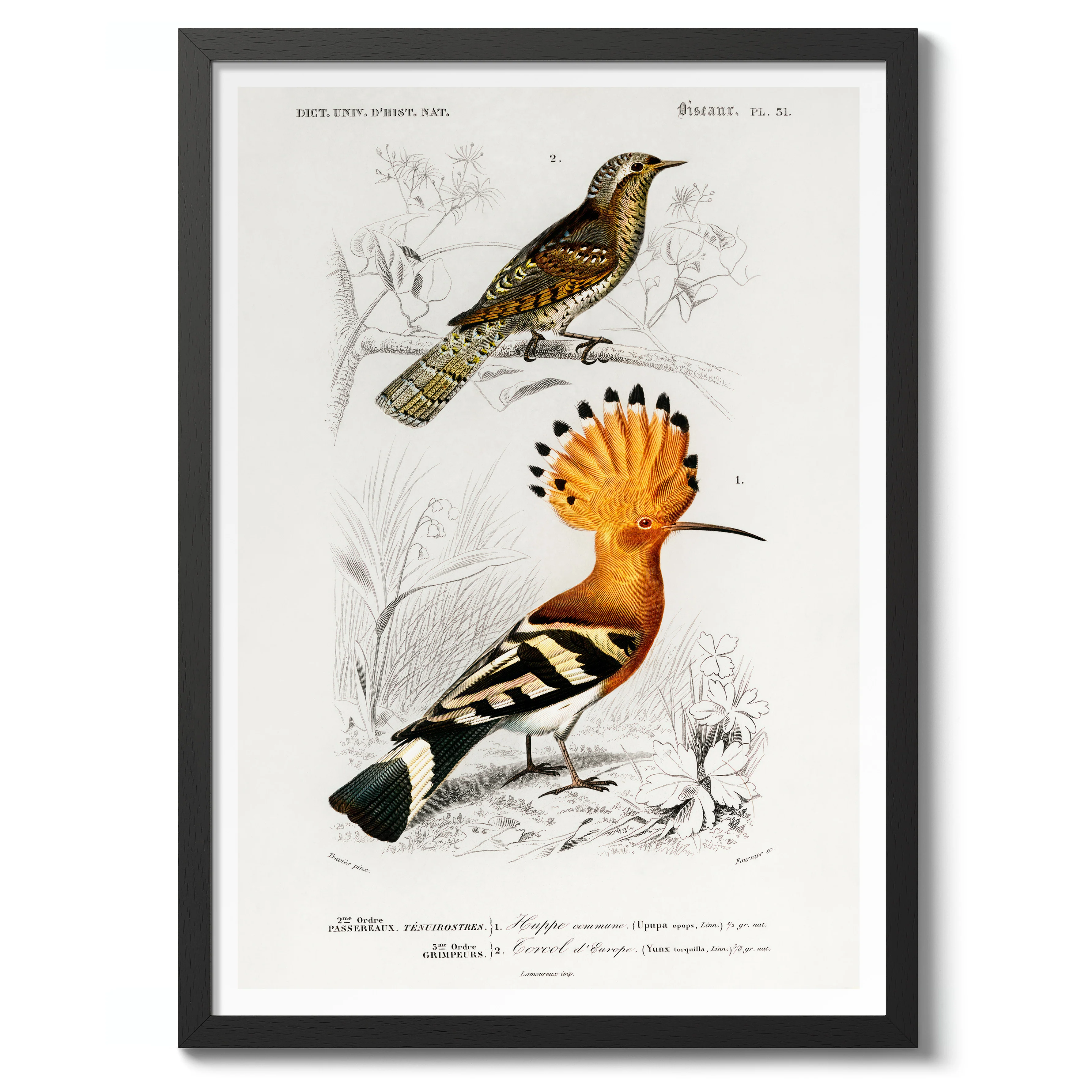 Hoopoe Bird - Image 2