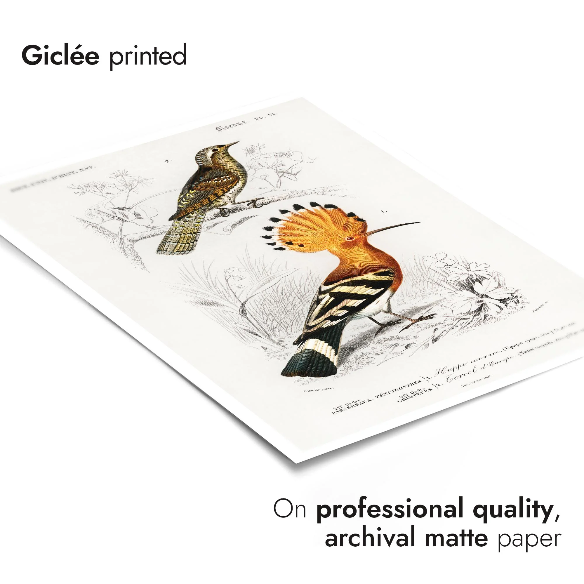 Hoopoe Bird - Image 6