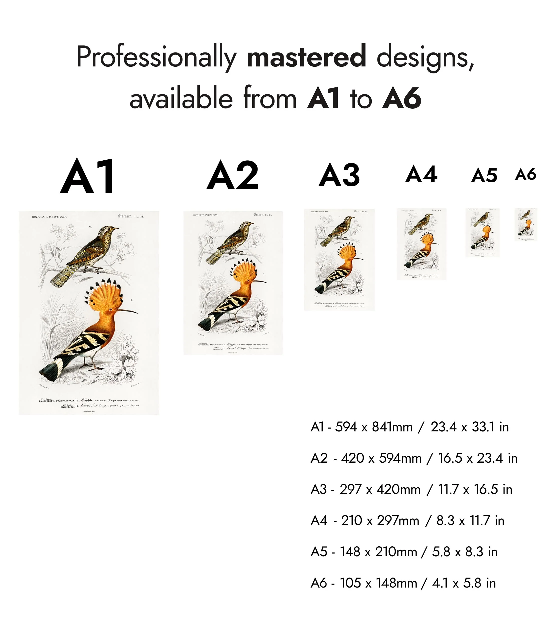 Hoopoe Bird - Image 8