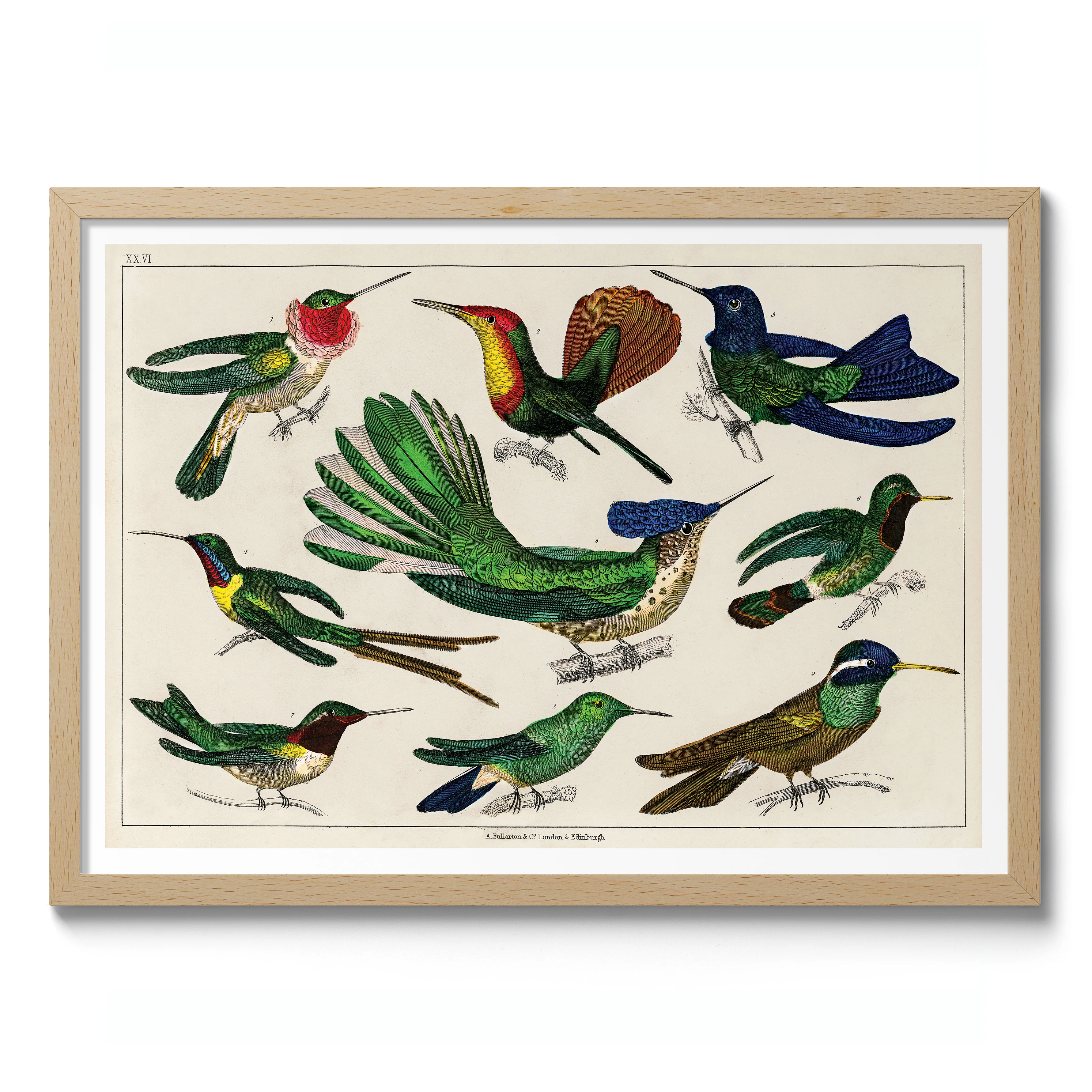 Hummingbirds - Image 3