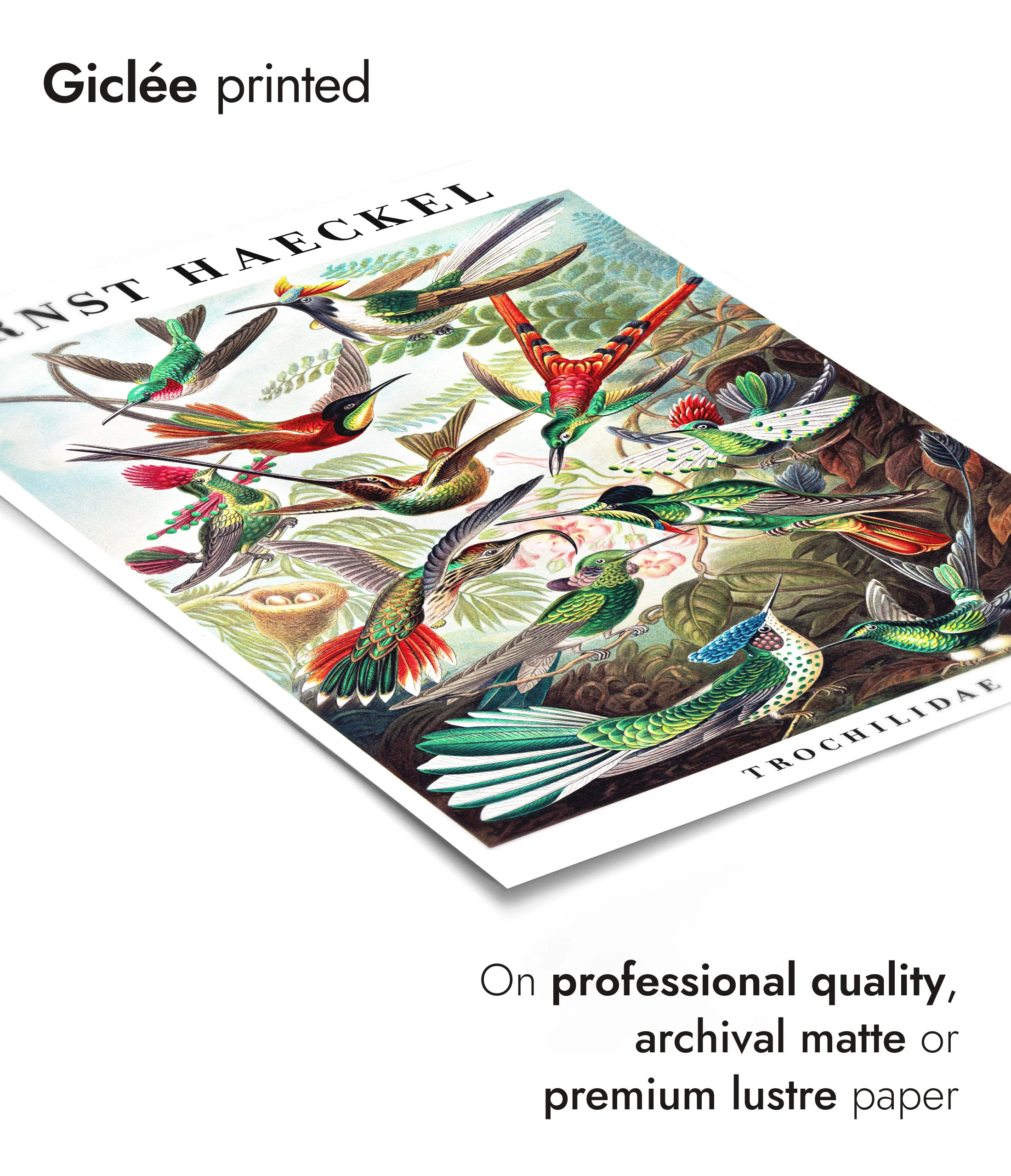 Hummingbirds - Image 6