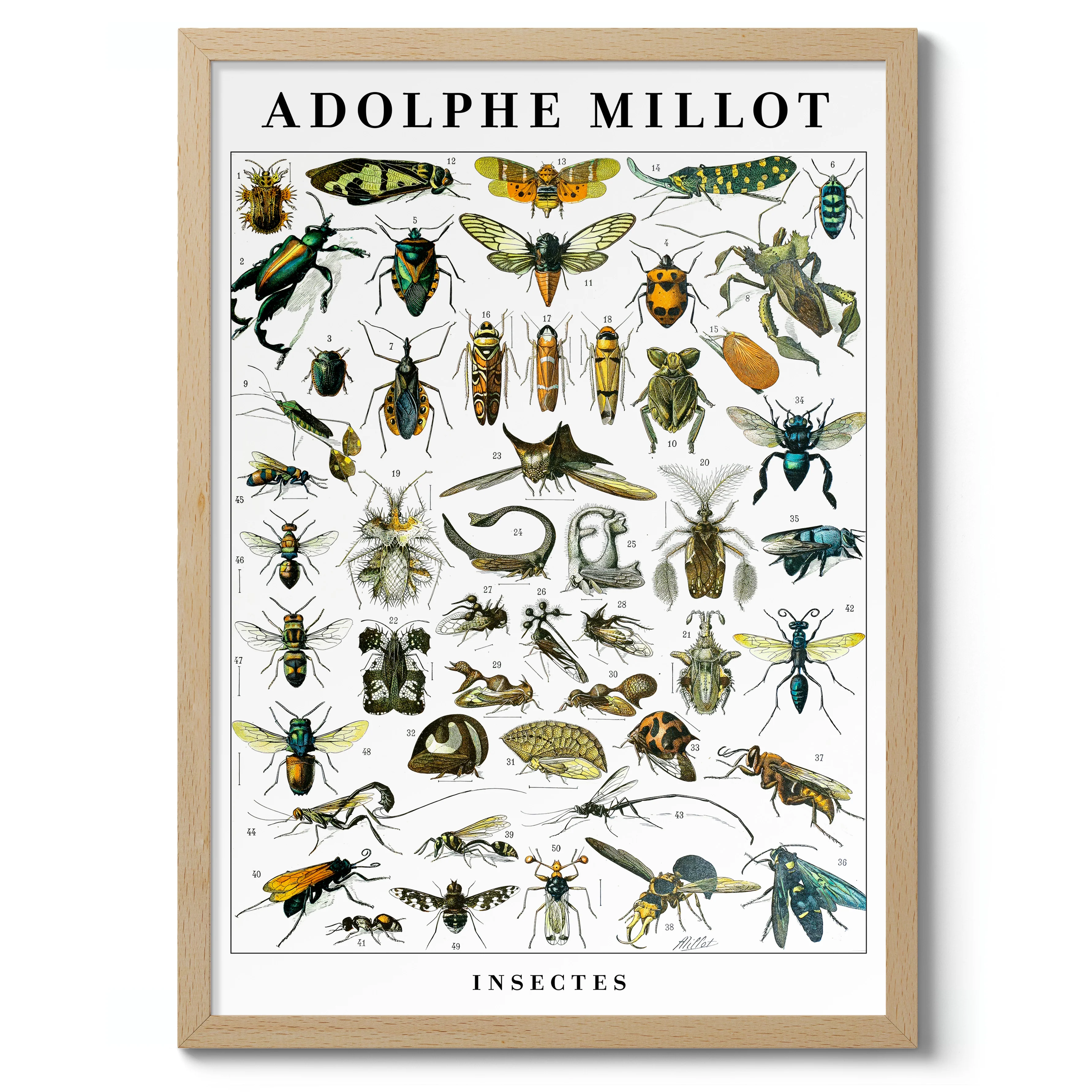 Insects - Image 3