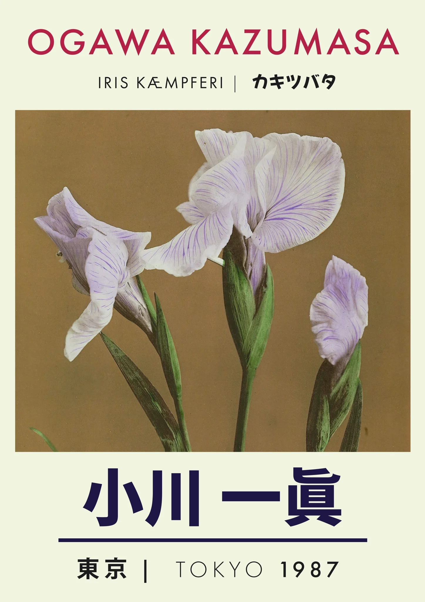 Iris