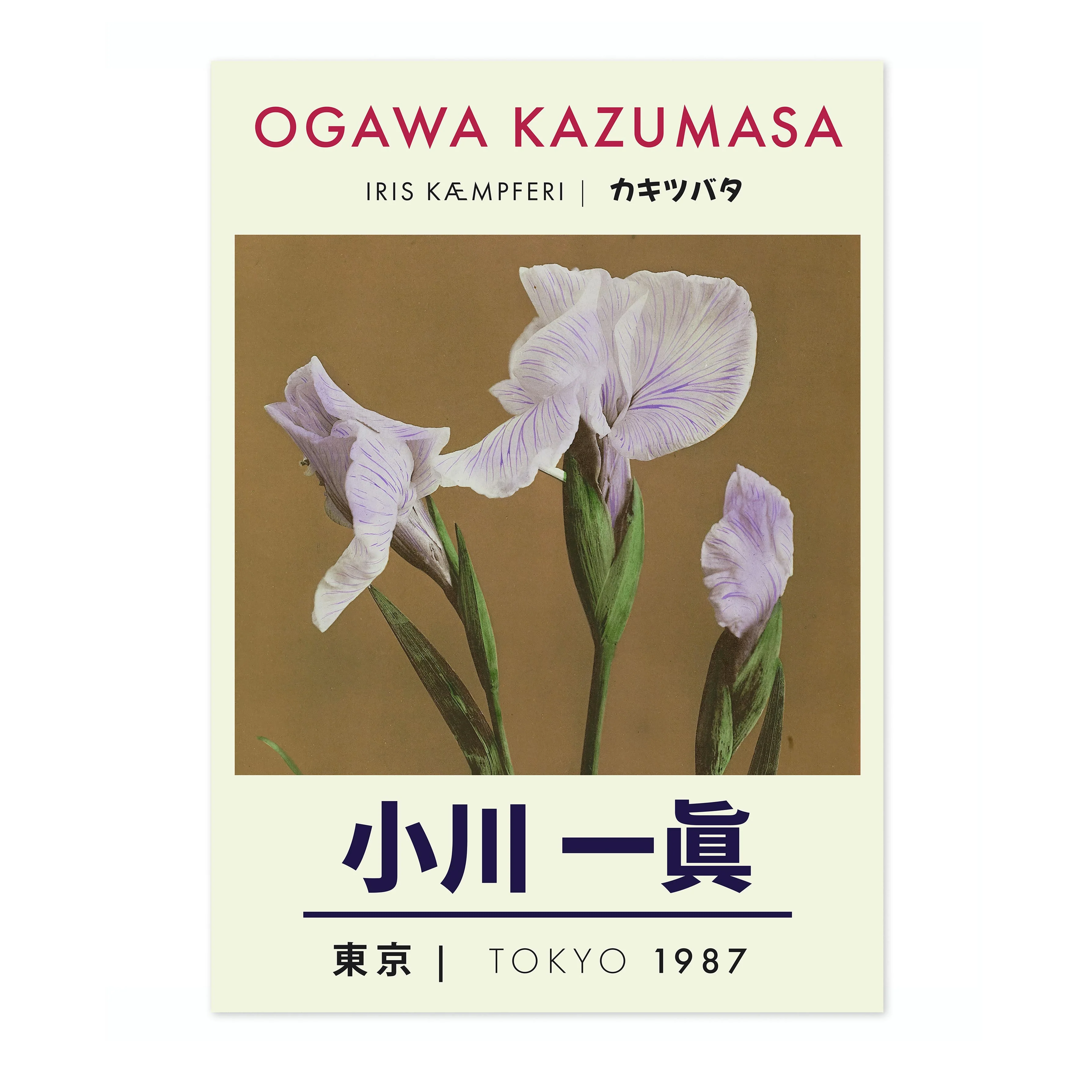 Iris - Image 4