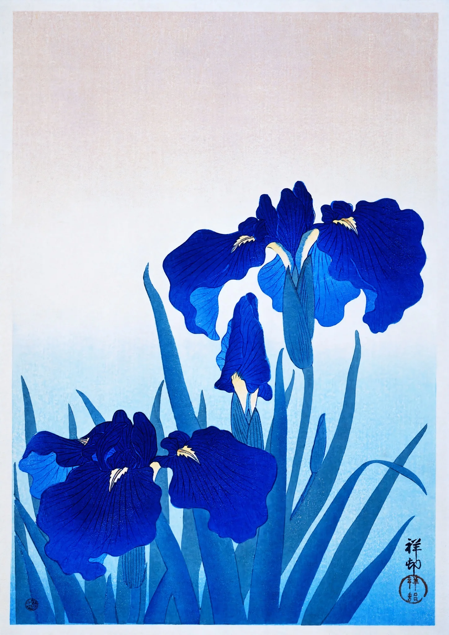 Iris Flowers