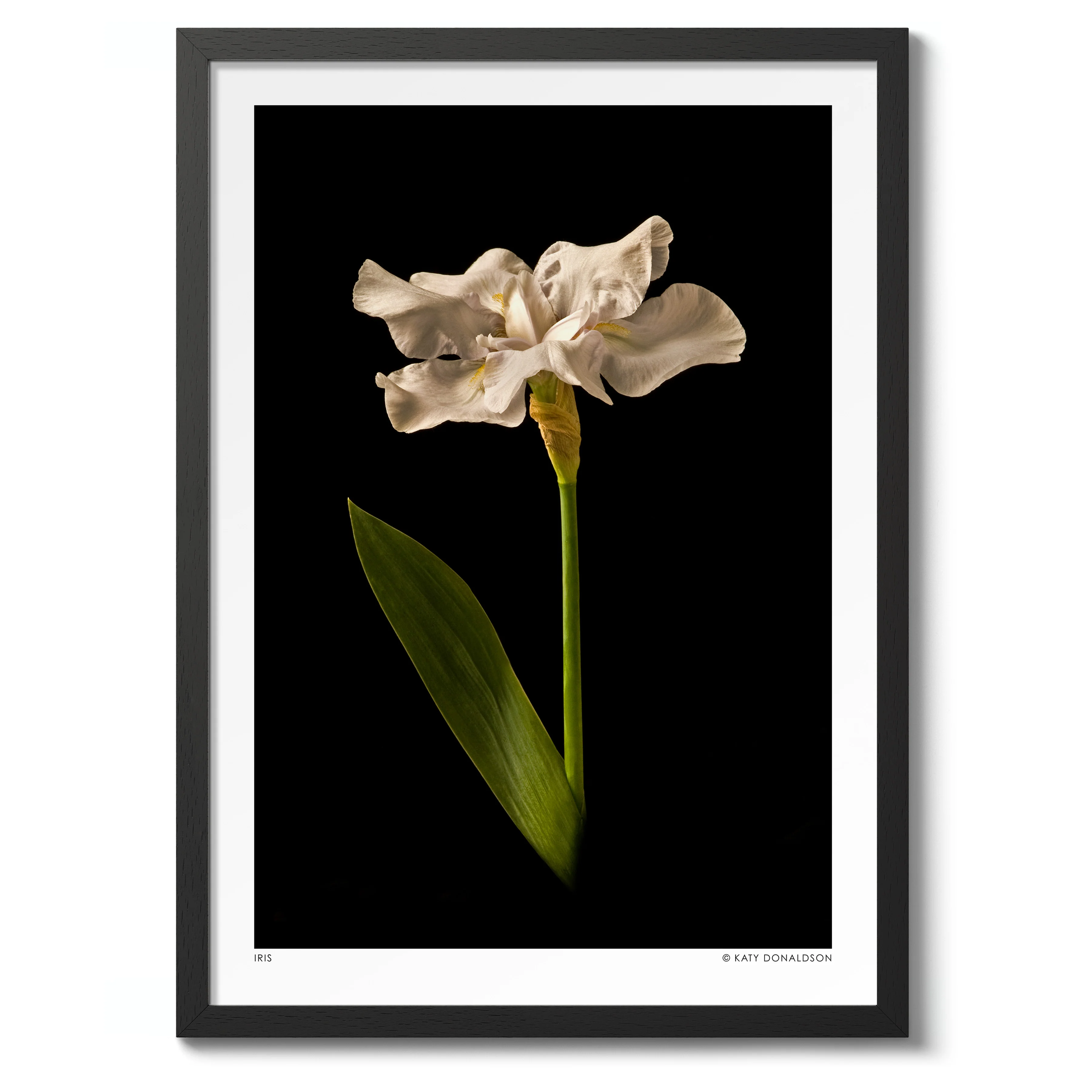 Iris - Image 2