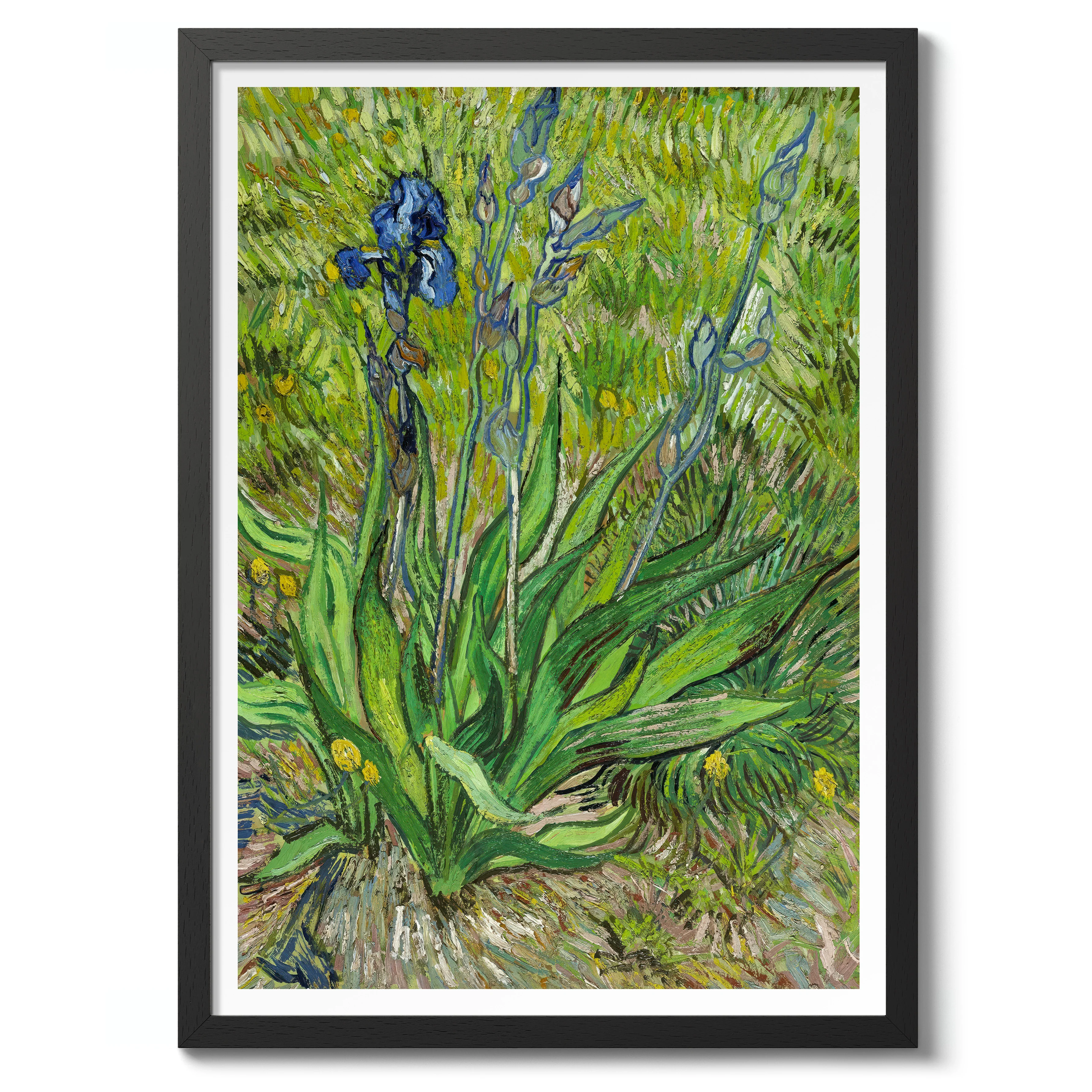 Iris - Image 2