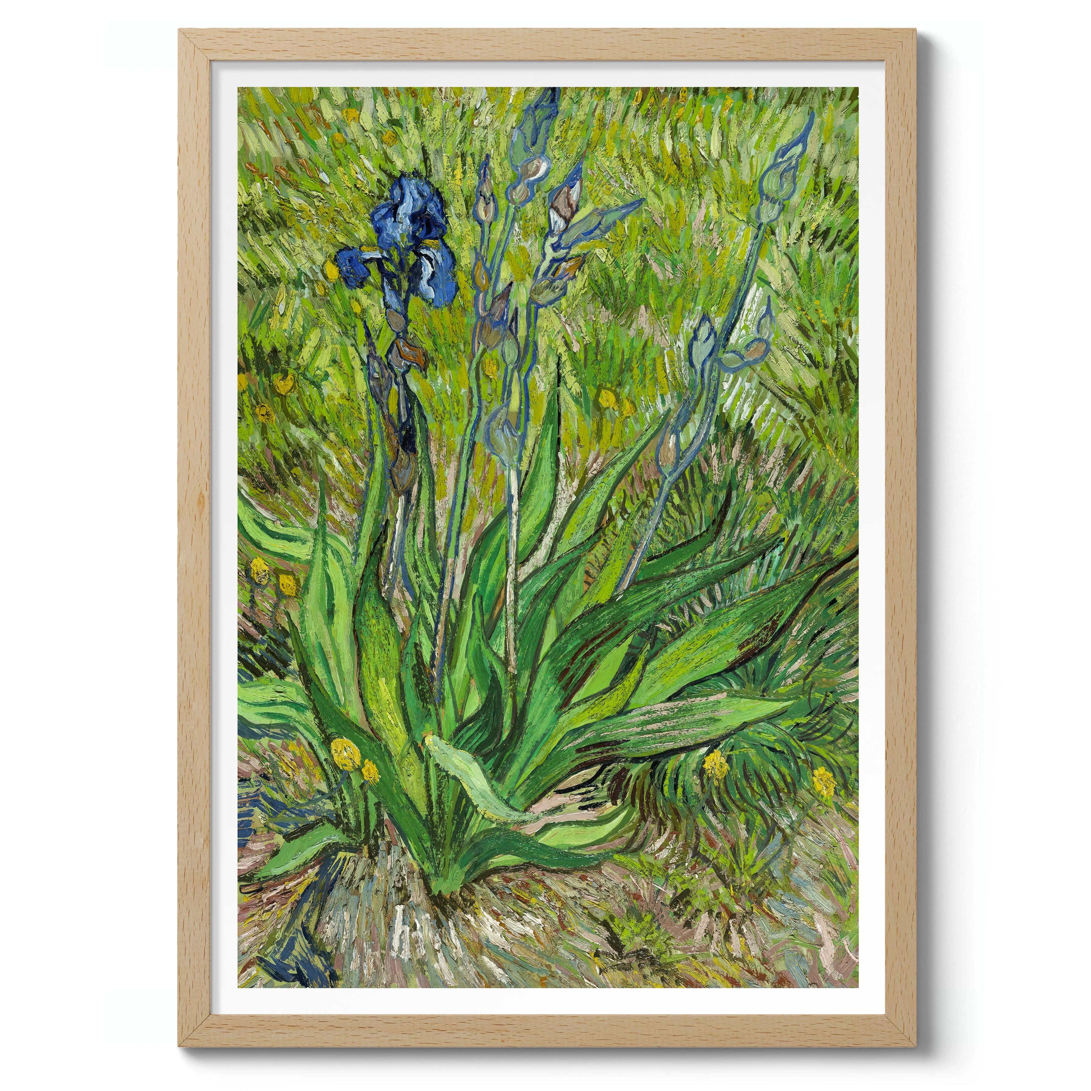 Iris - Image 3