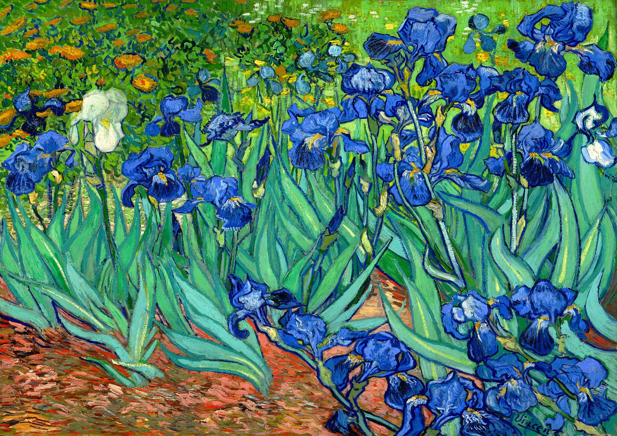 Irises