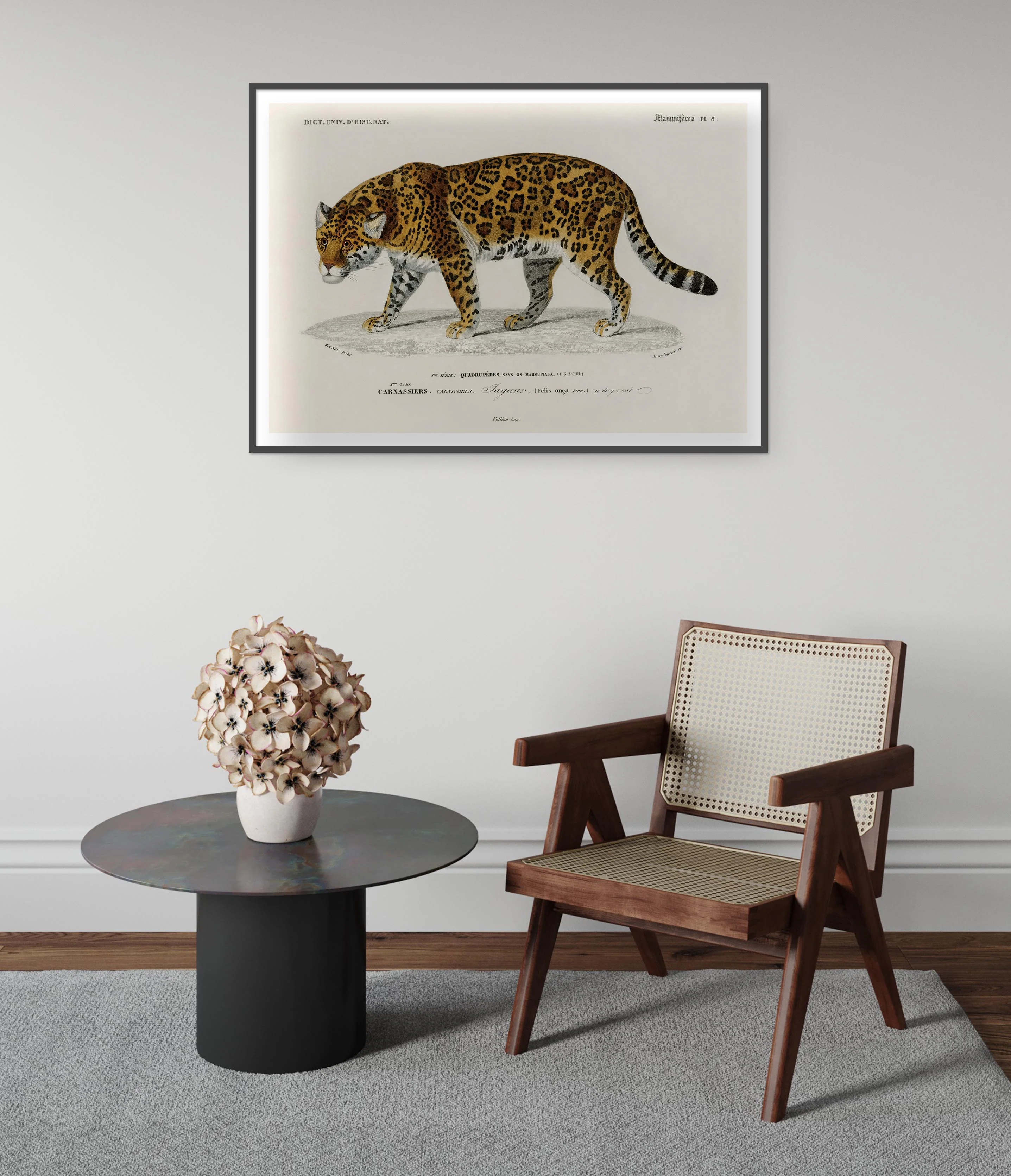 Jaguar - Image 5