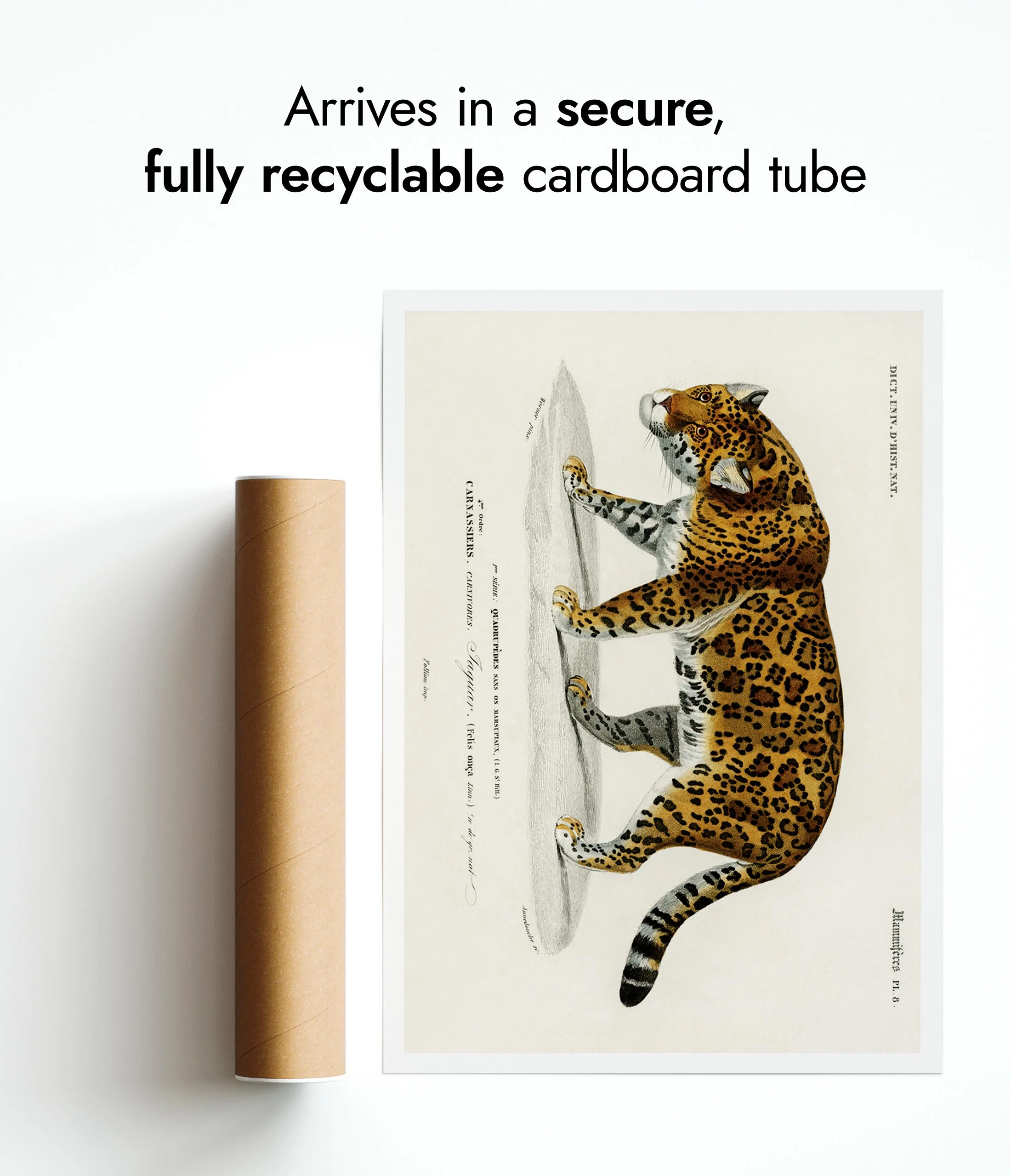 Jaguar - Image 9