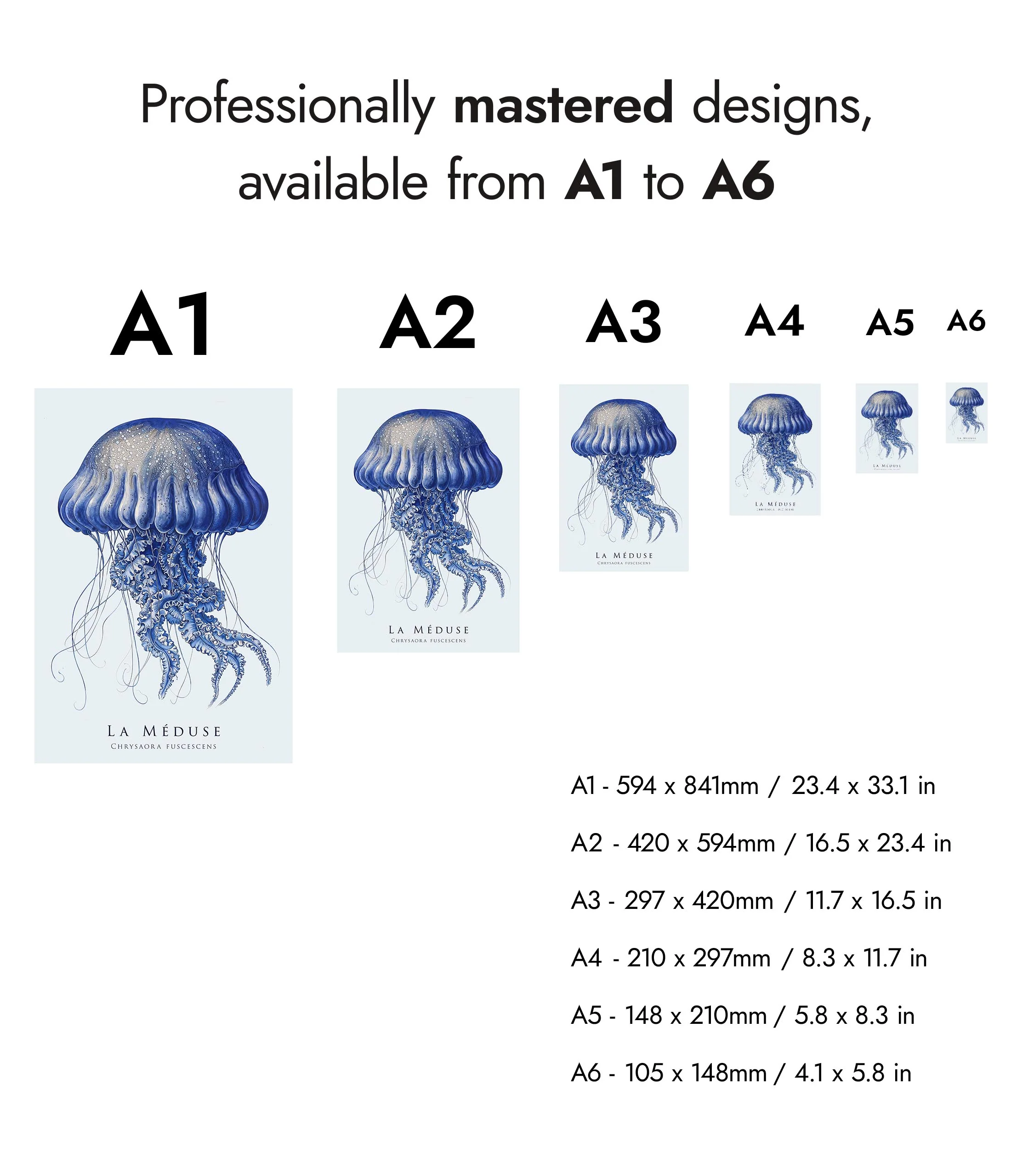 Jellyfish - Image 8