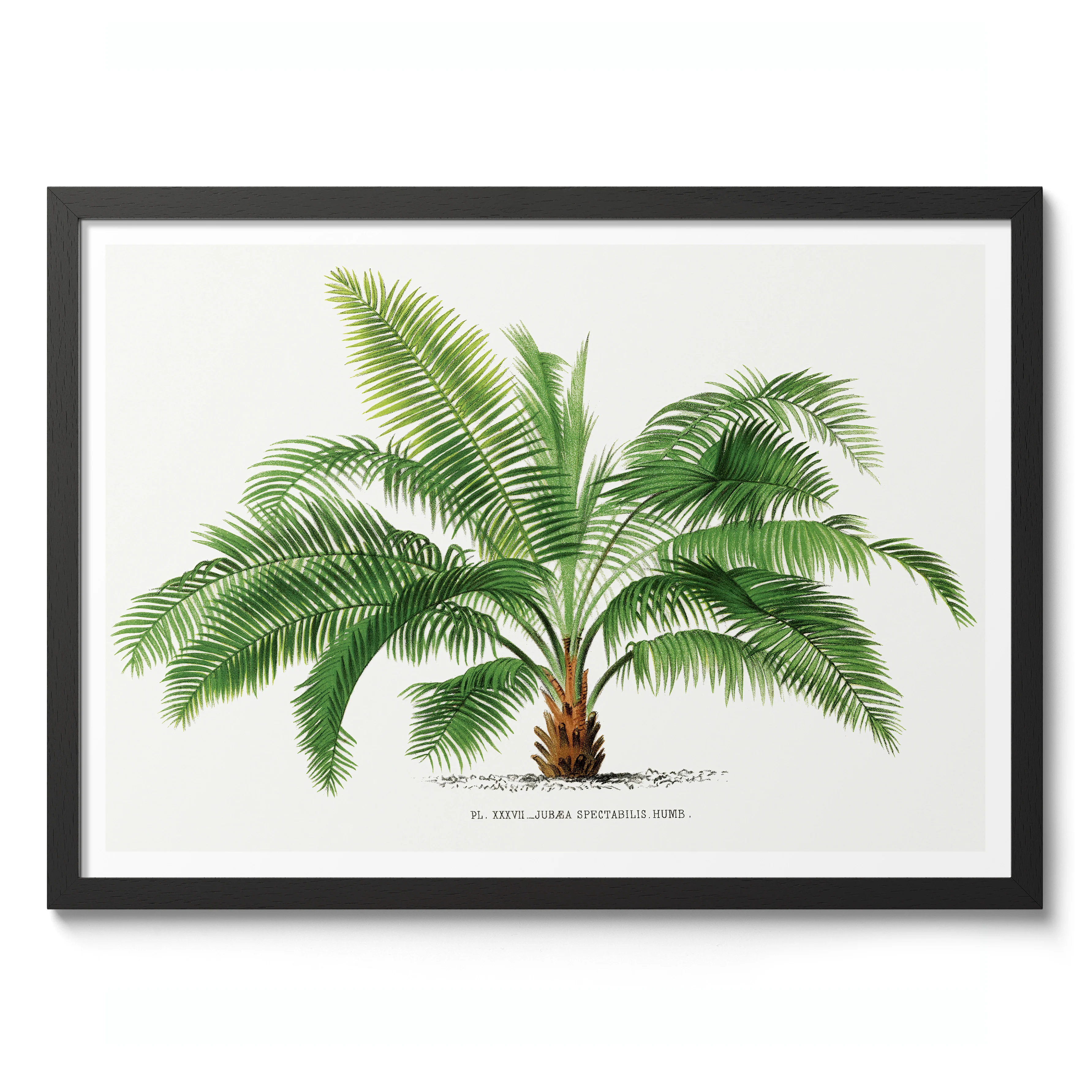 Jubea Spectabilis - Image 2