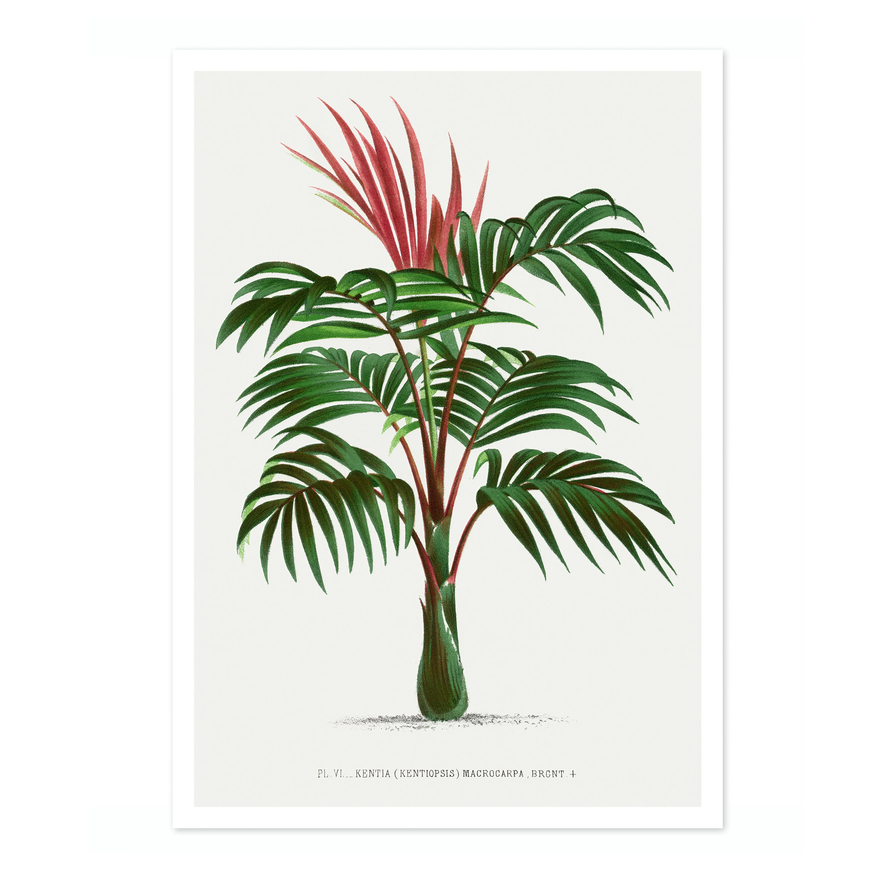 Kentia Macrocarpa - Image 4