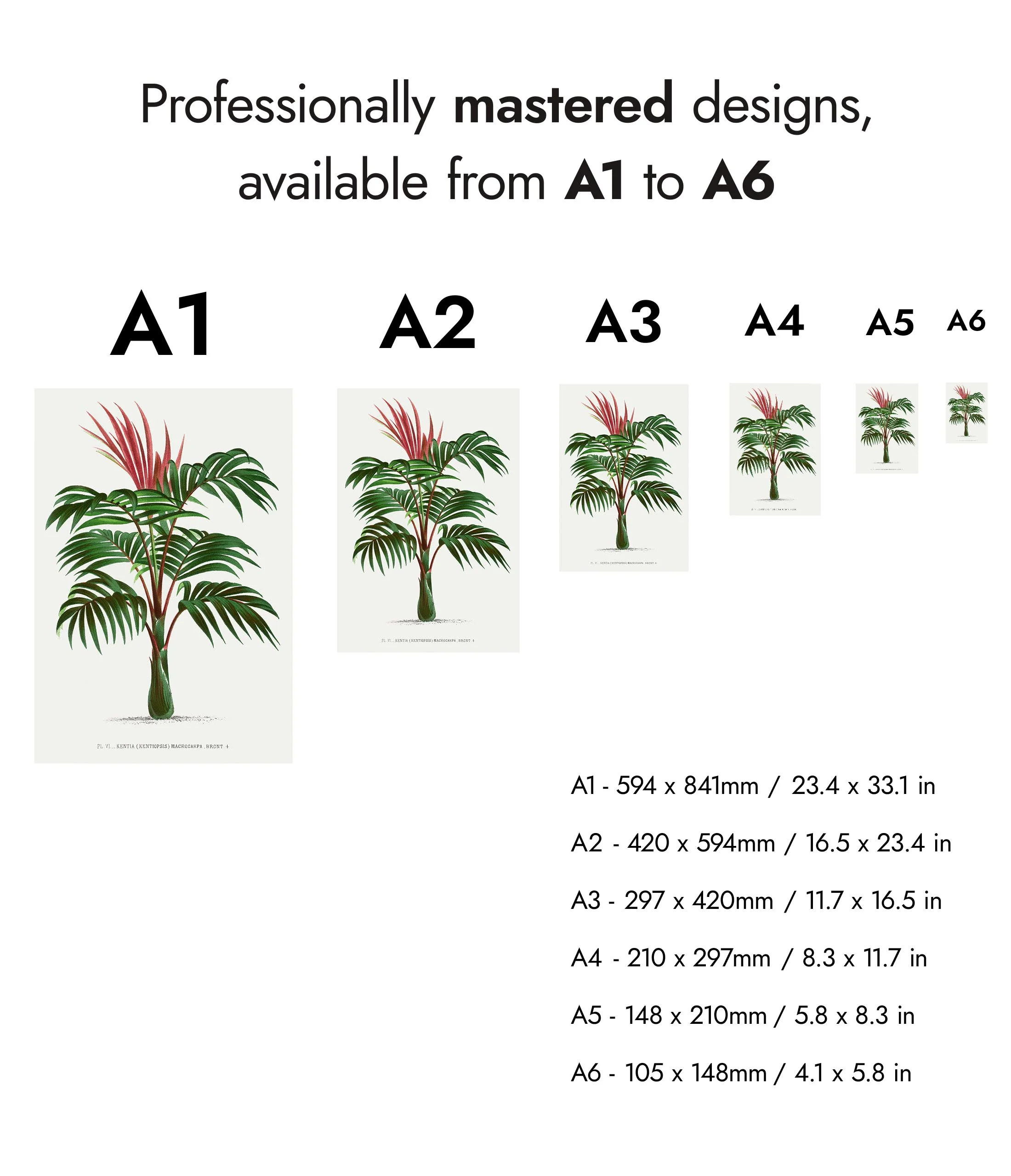 Kentia Macrocarpa - Image 8
