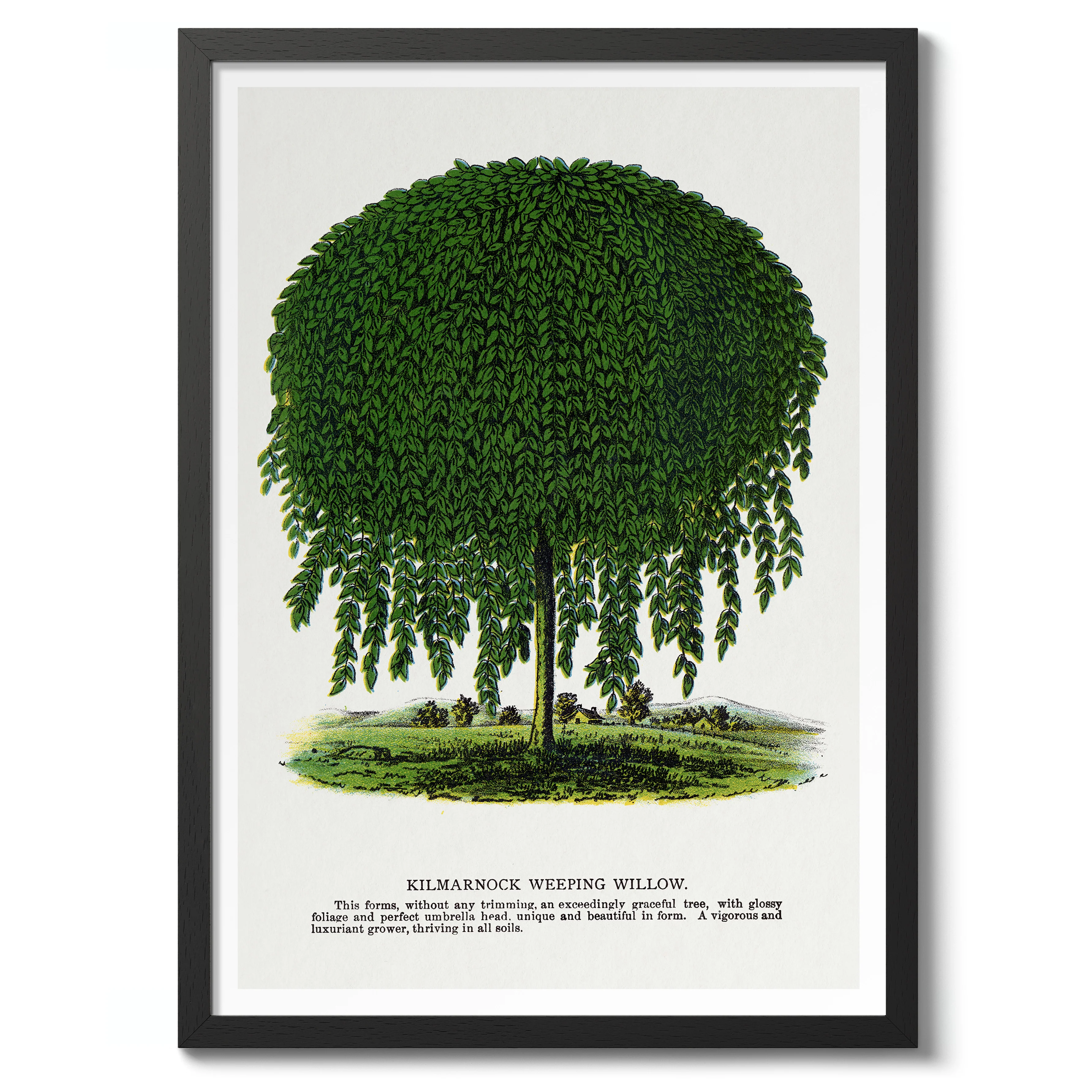 Kilmarnock Weeping Willow - Image 2