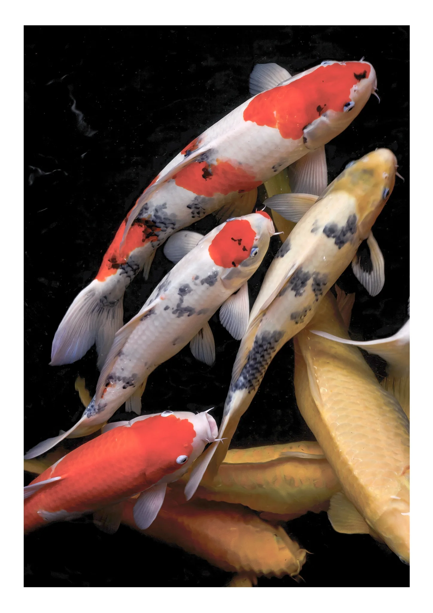 Koi Fish
