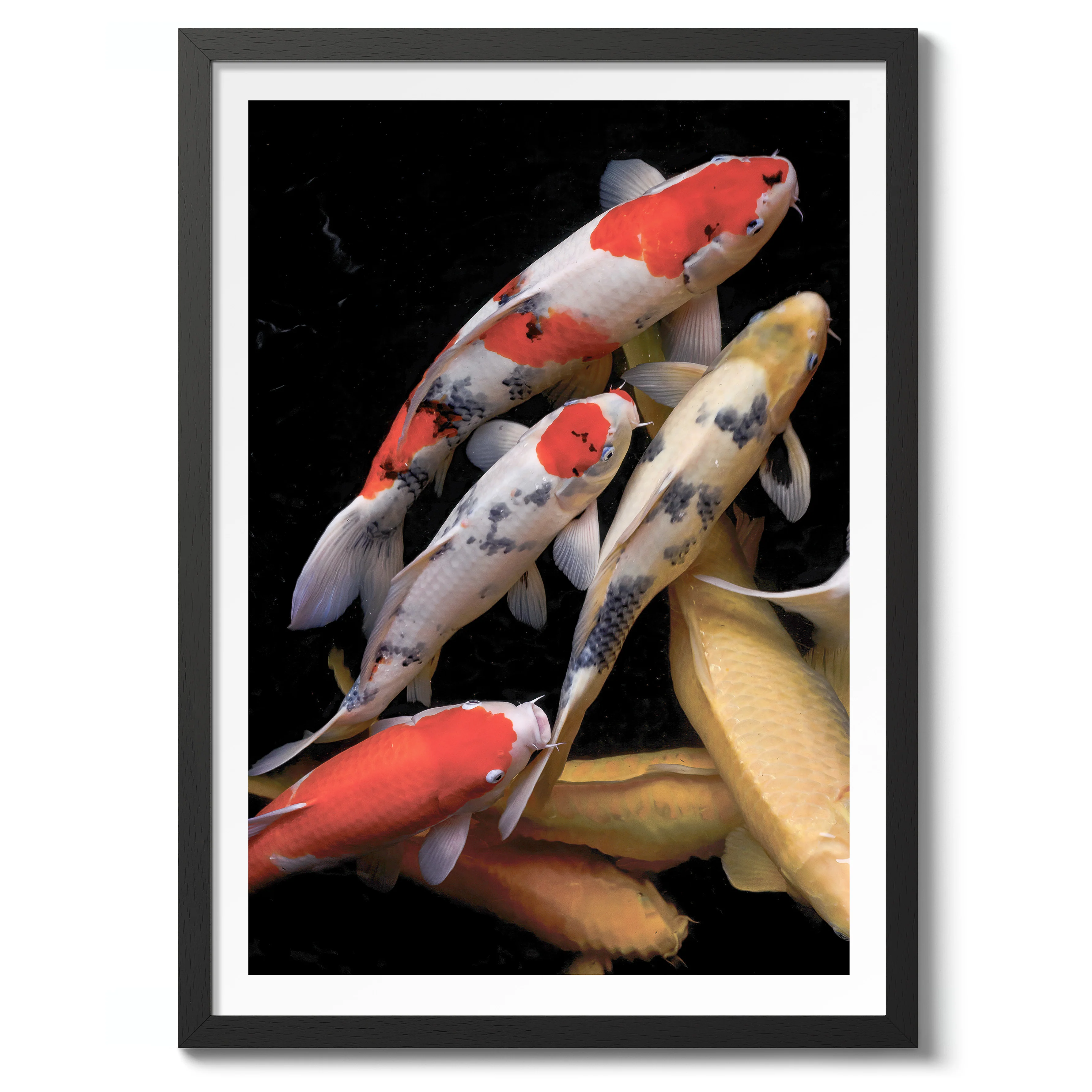 Koi Fish - Image 2