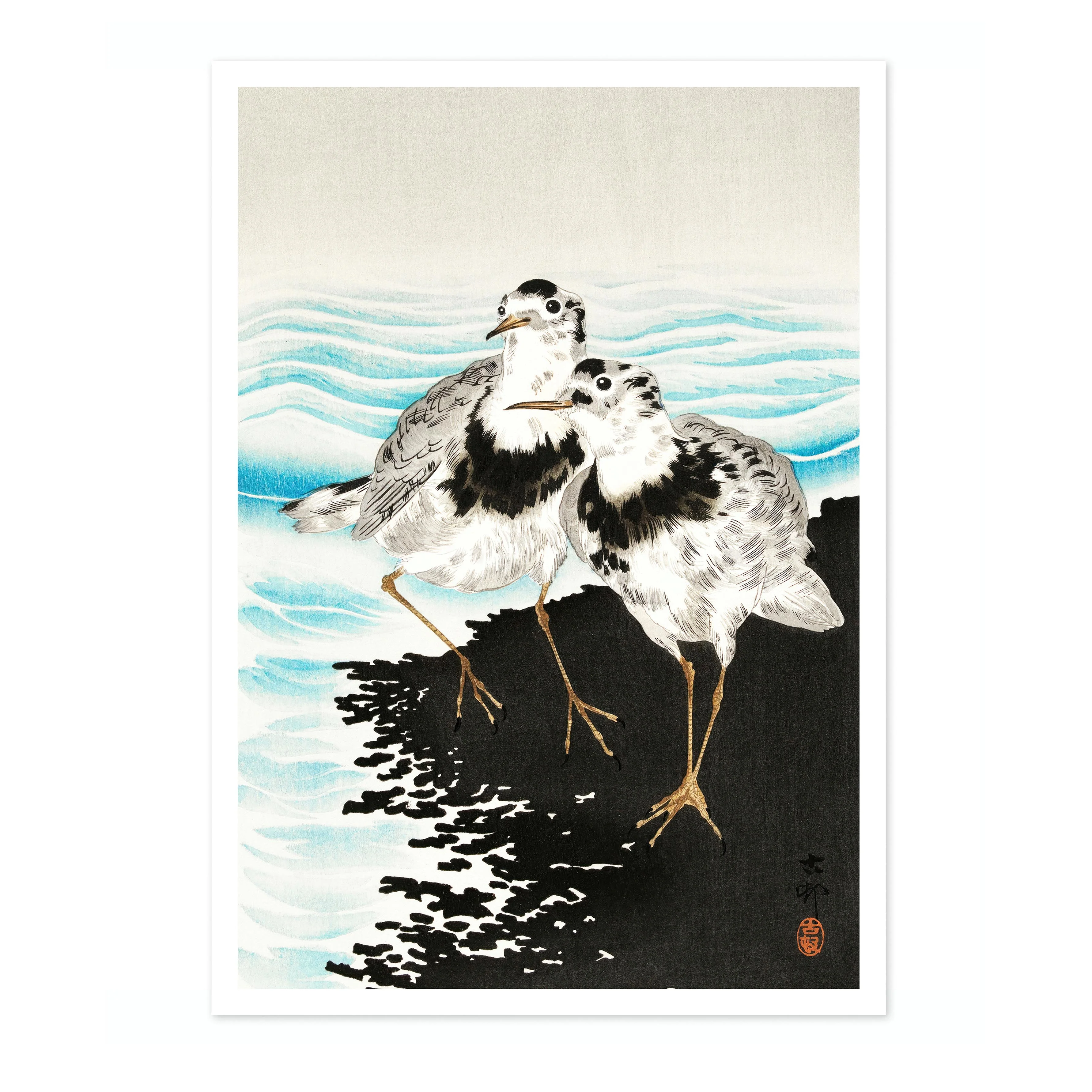 Large Coot Sandpipers - Image 4