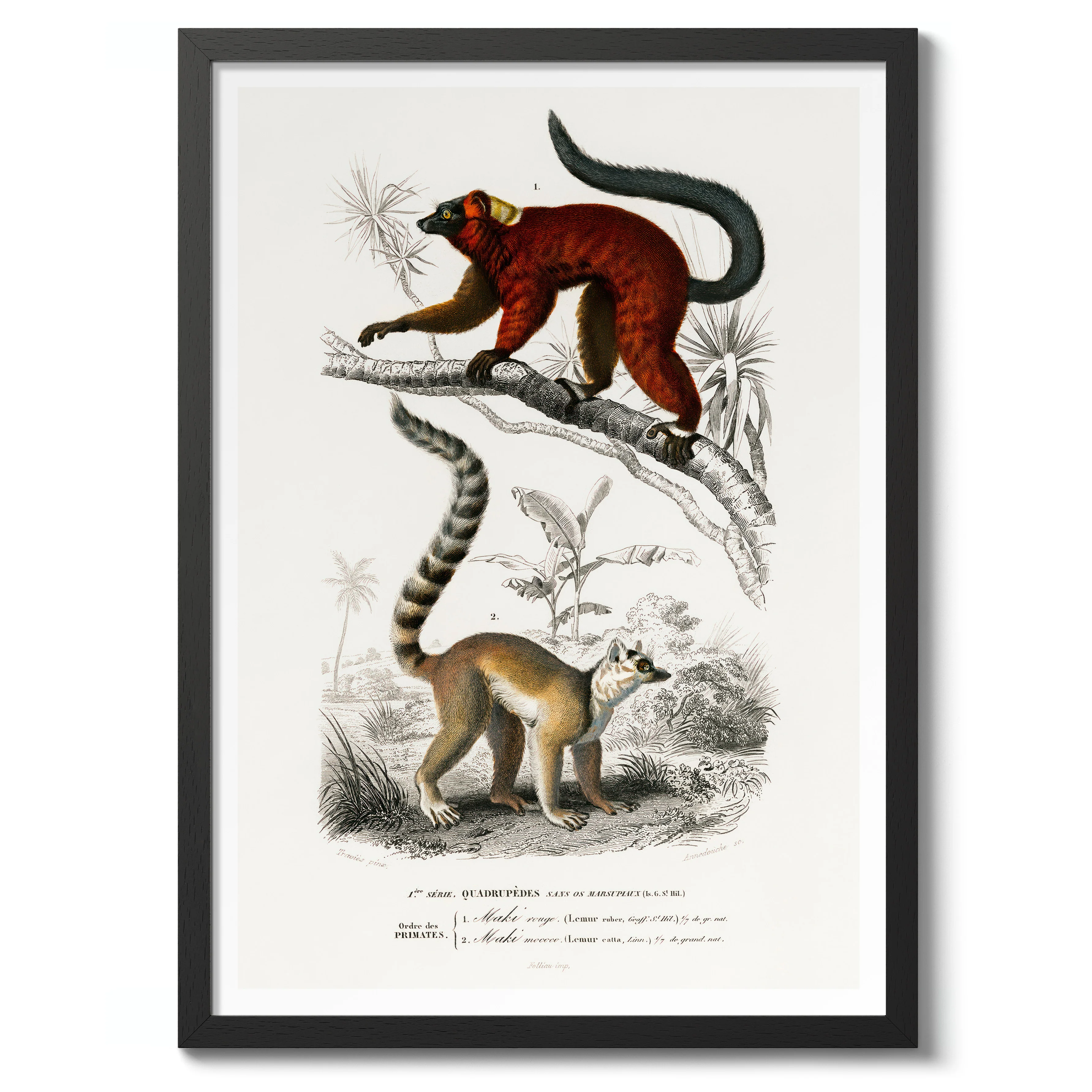 Lemurs - Image 2
