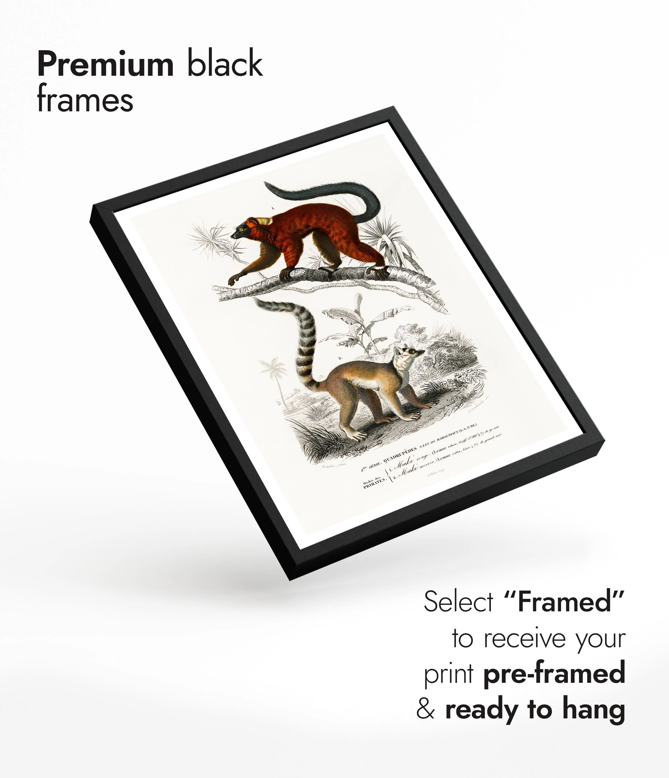 Lemurs - Image 7