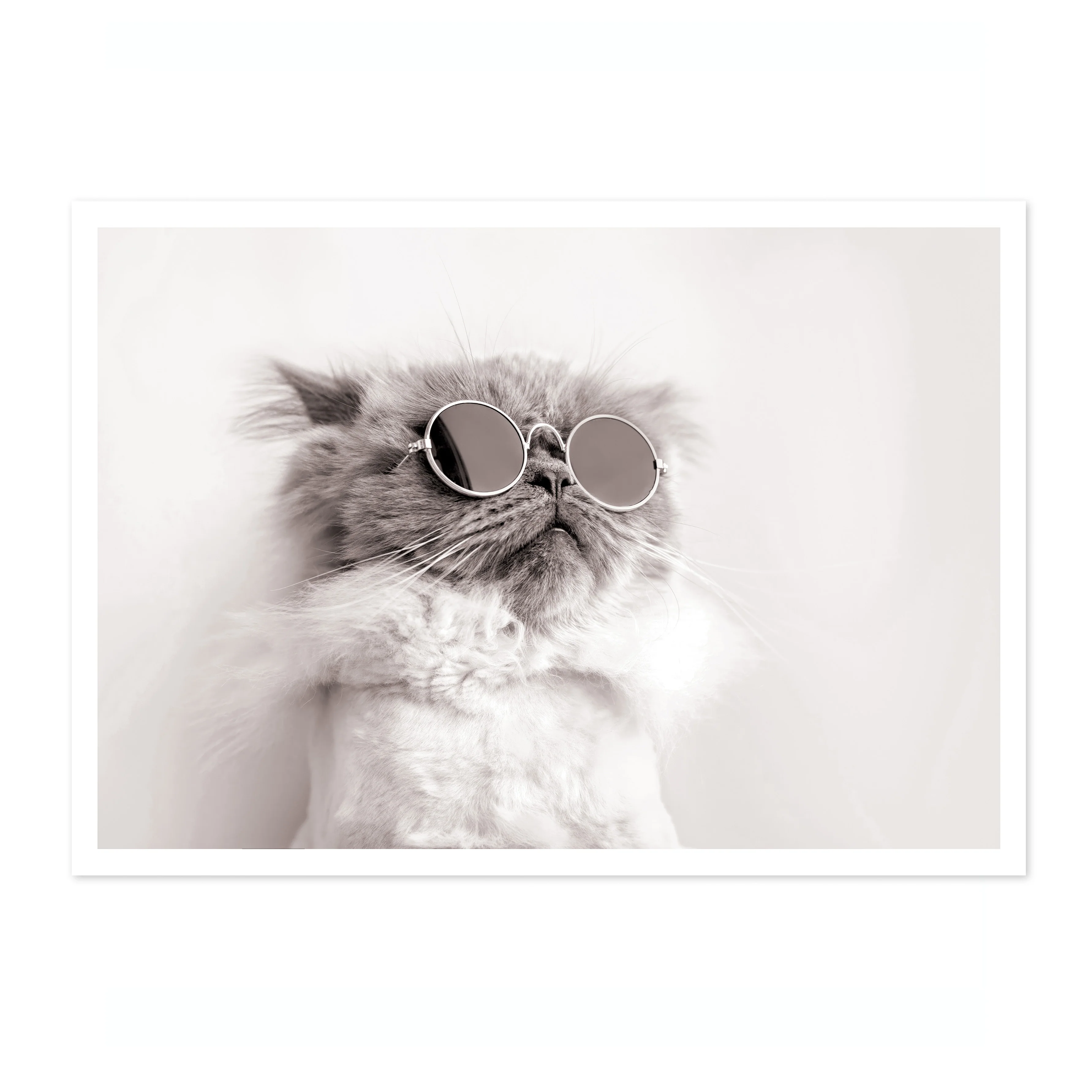 Lennon Kitty - Image 4