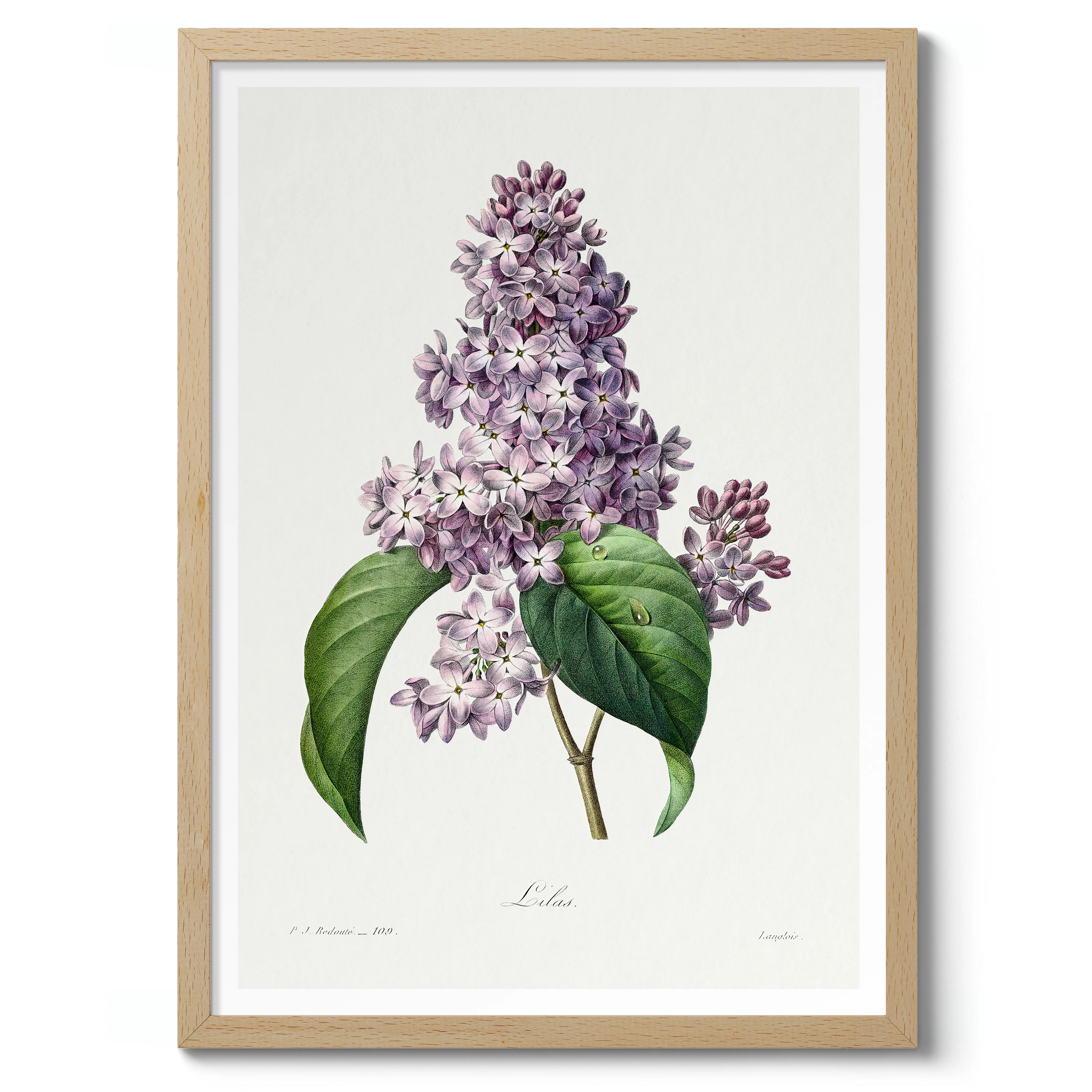 Lilac - Image 3