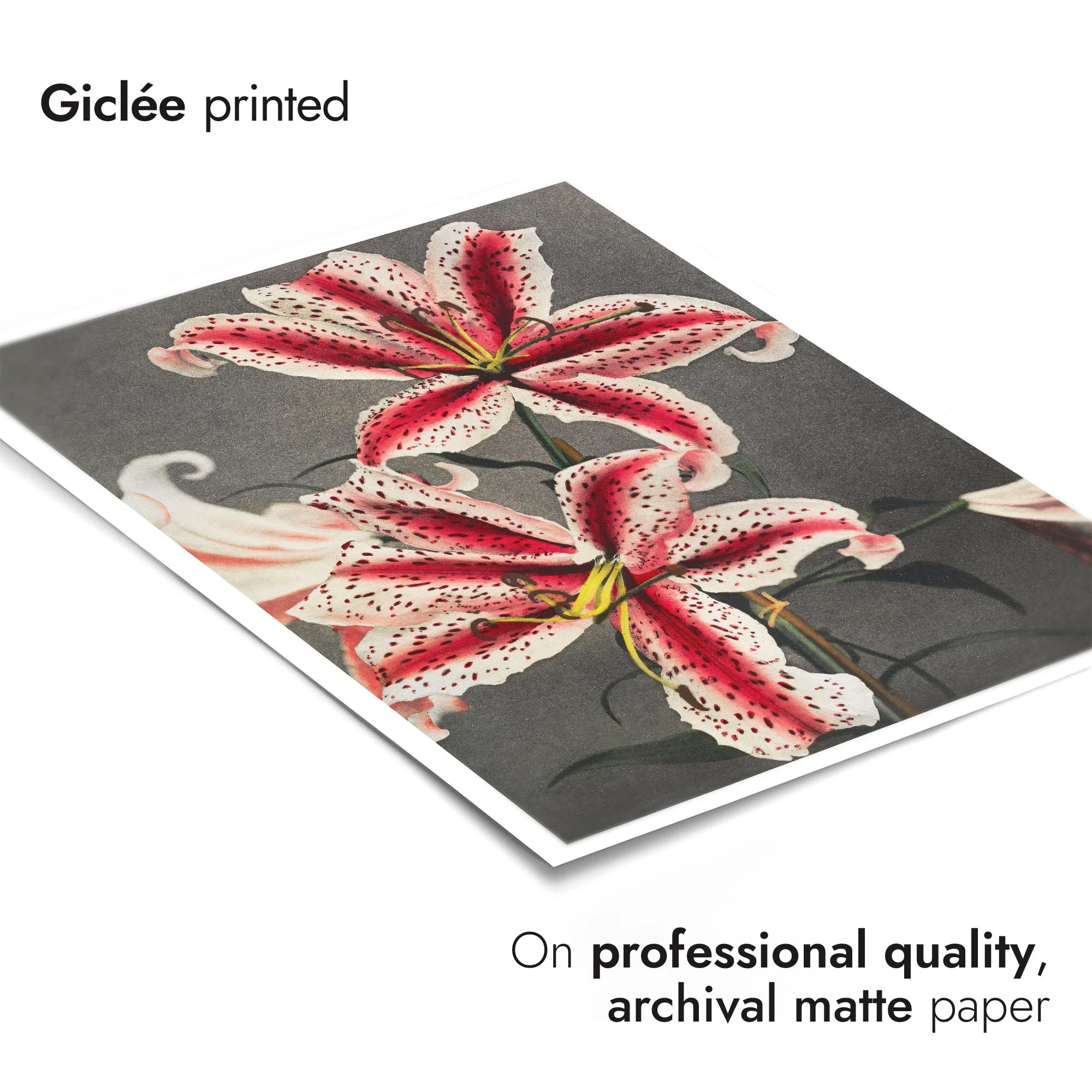 Lily - Image 6