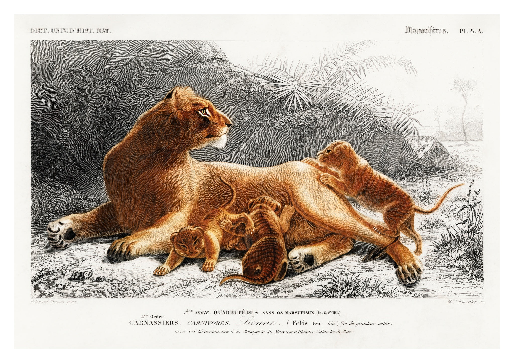 Lioness & Cubs