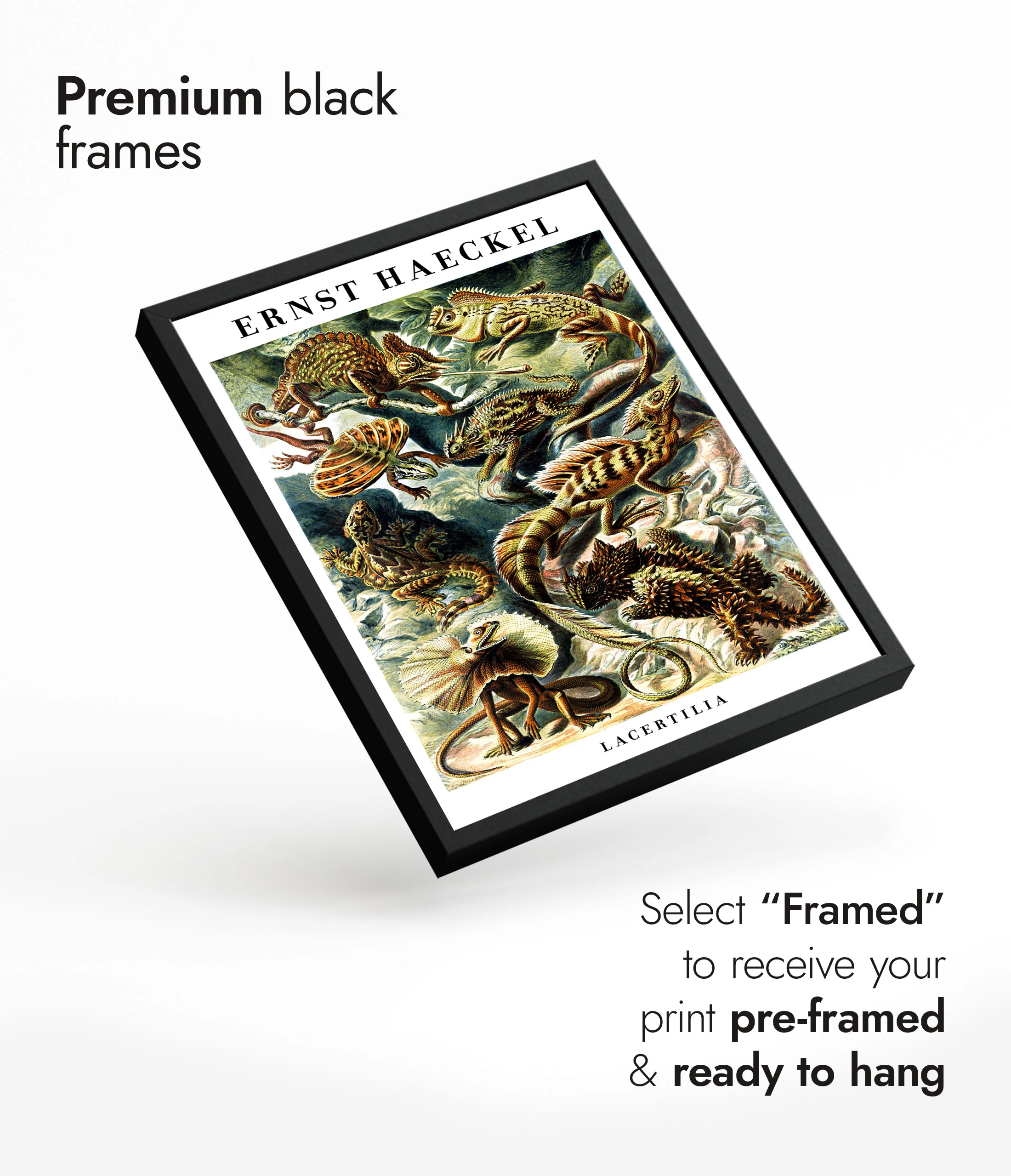 Lizards & Reptiles - Image 7