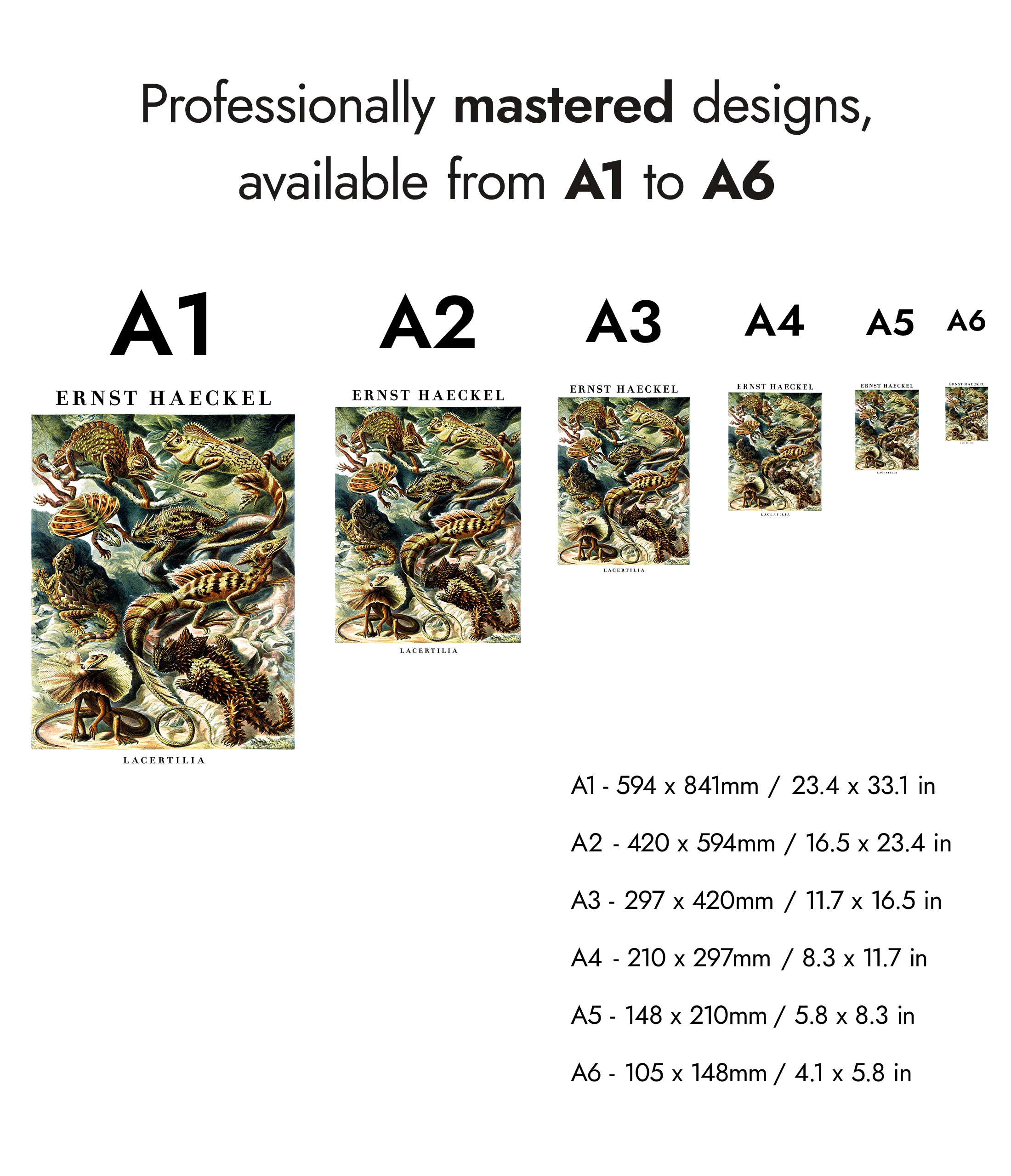 Lizards & Reptiles - Image 8