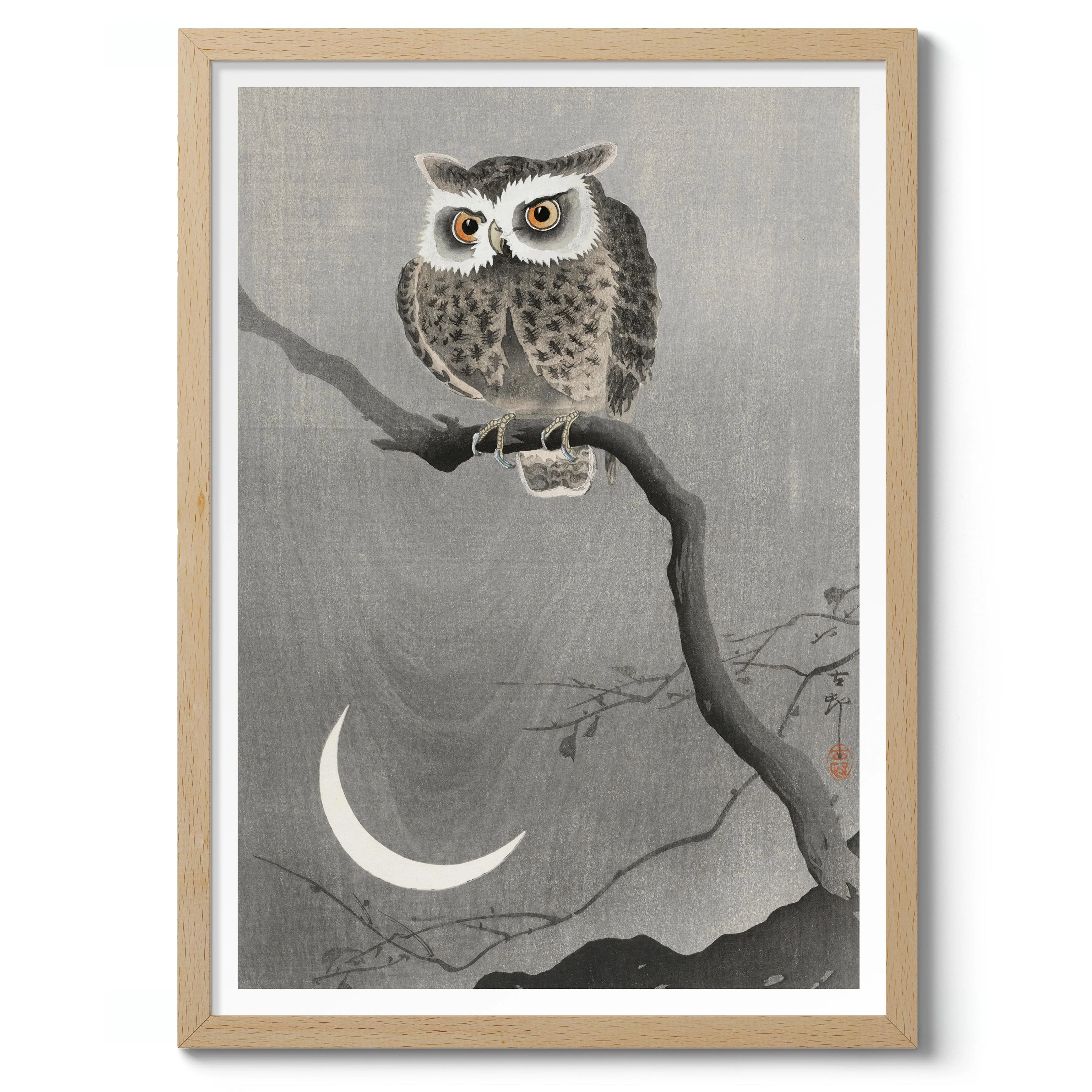 Long-eared Owl on Bare Tree Branch - Image 3