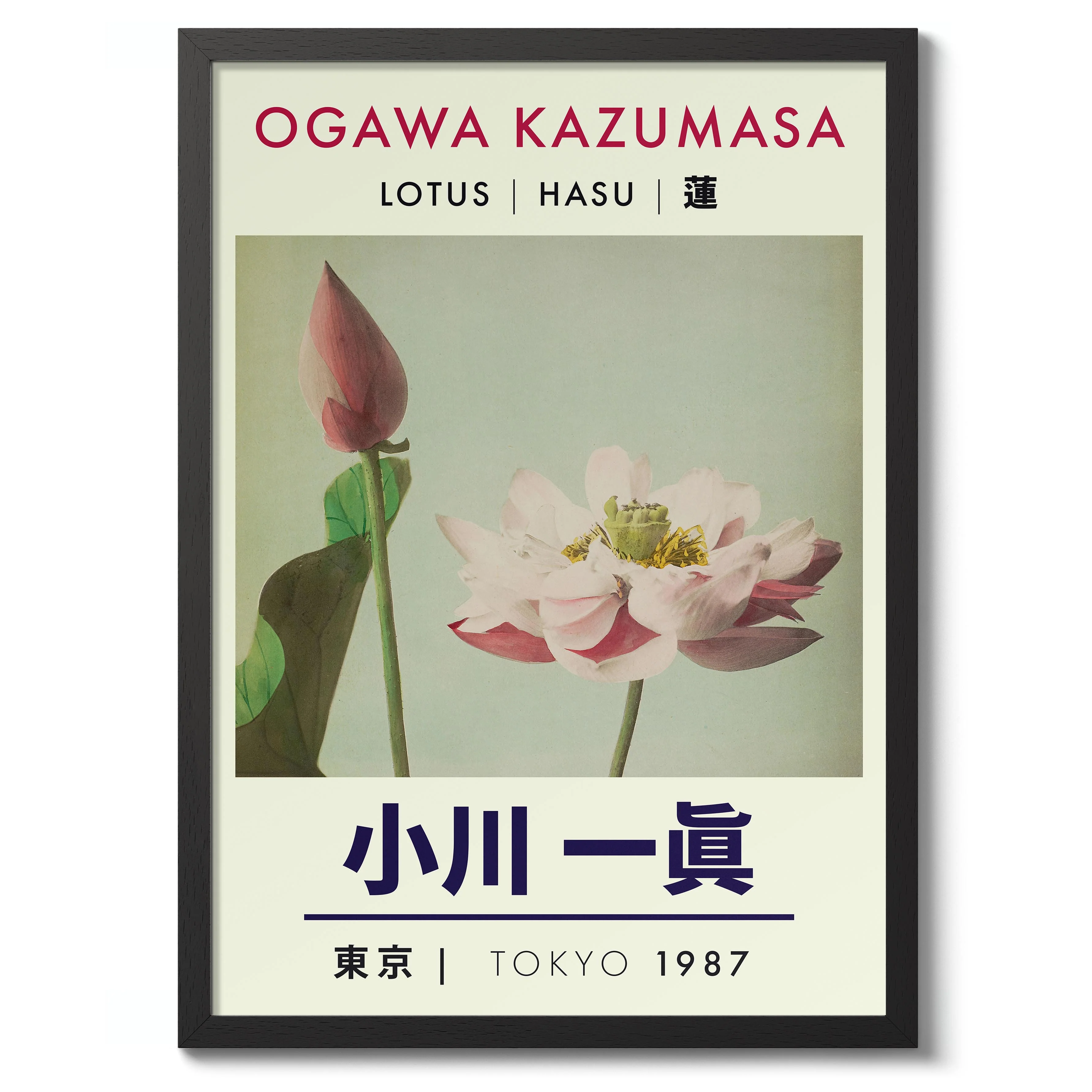 Lotus - Image 2