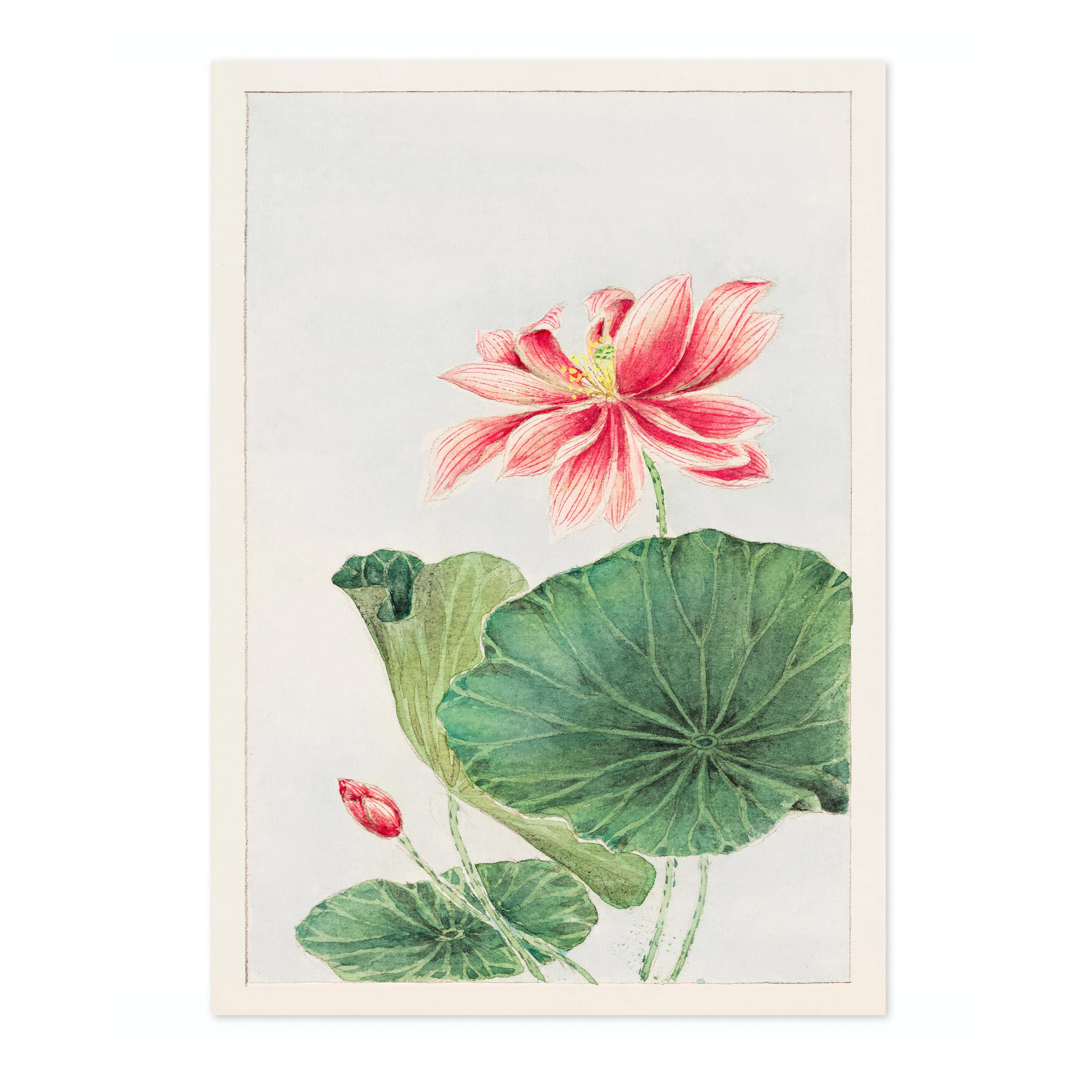Lotus - Image 4
