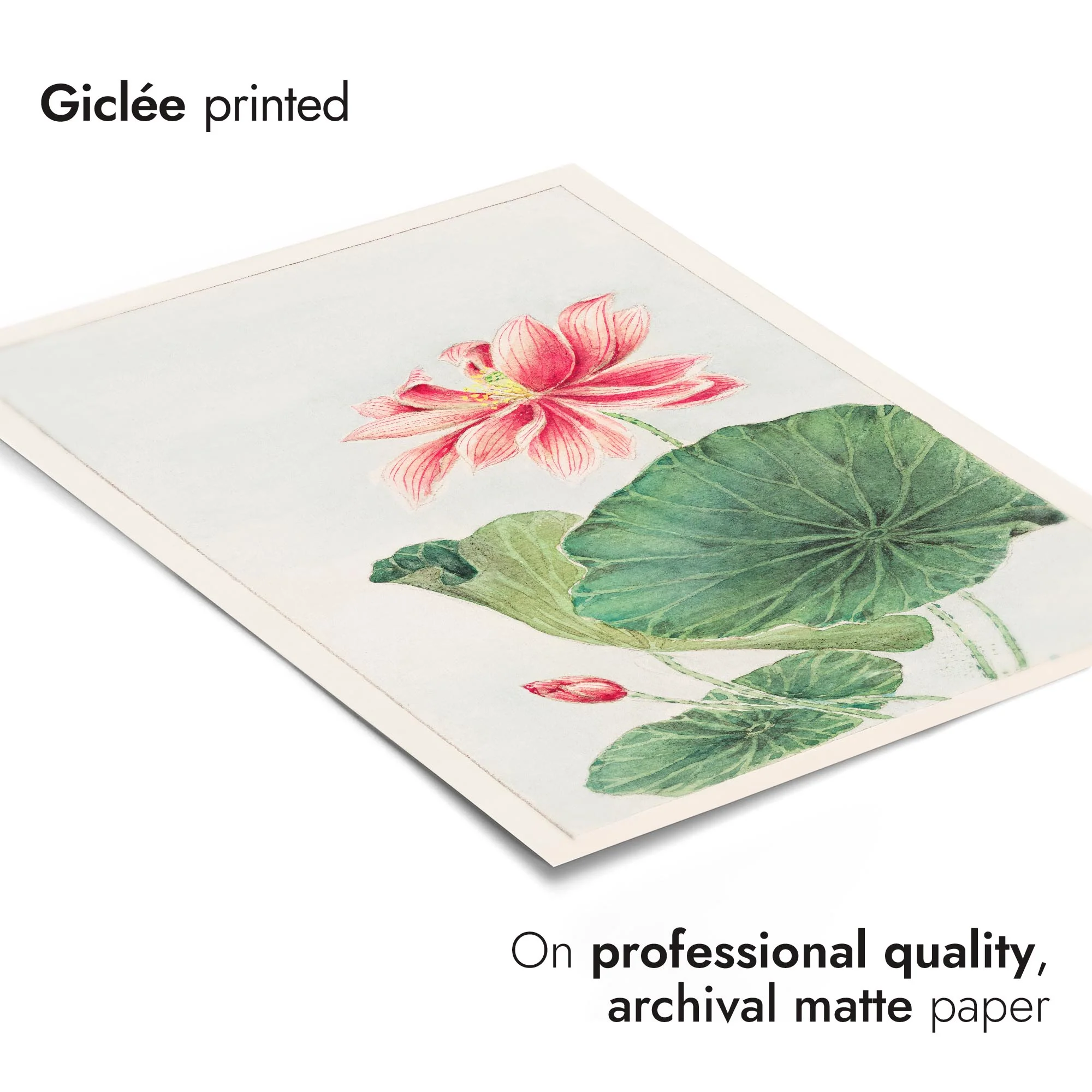 Lotus - Image 6
