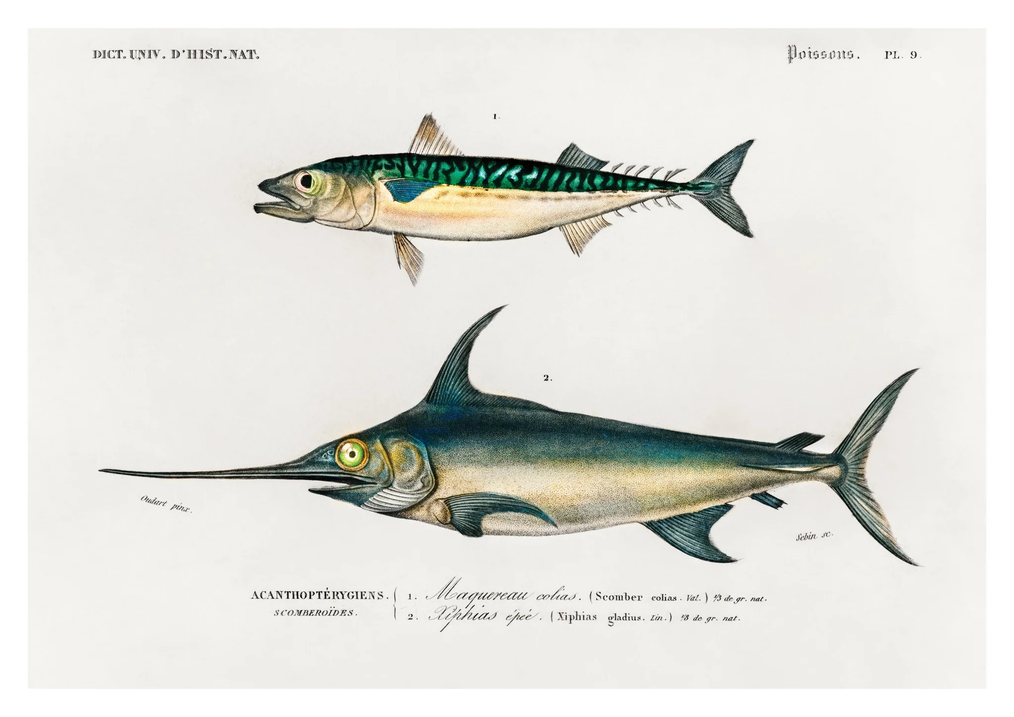 Mackerel & Swordfish