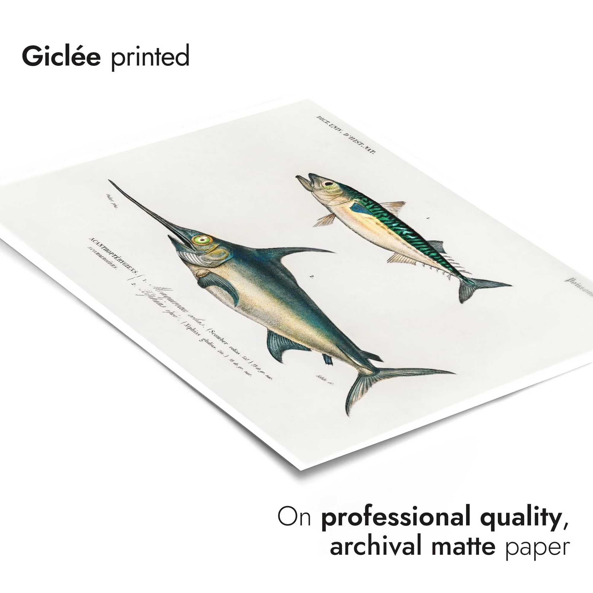 Mackerel & Swordfish - Image 6