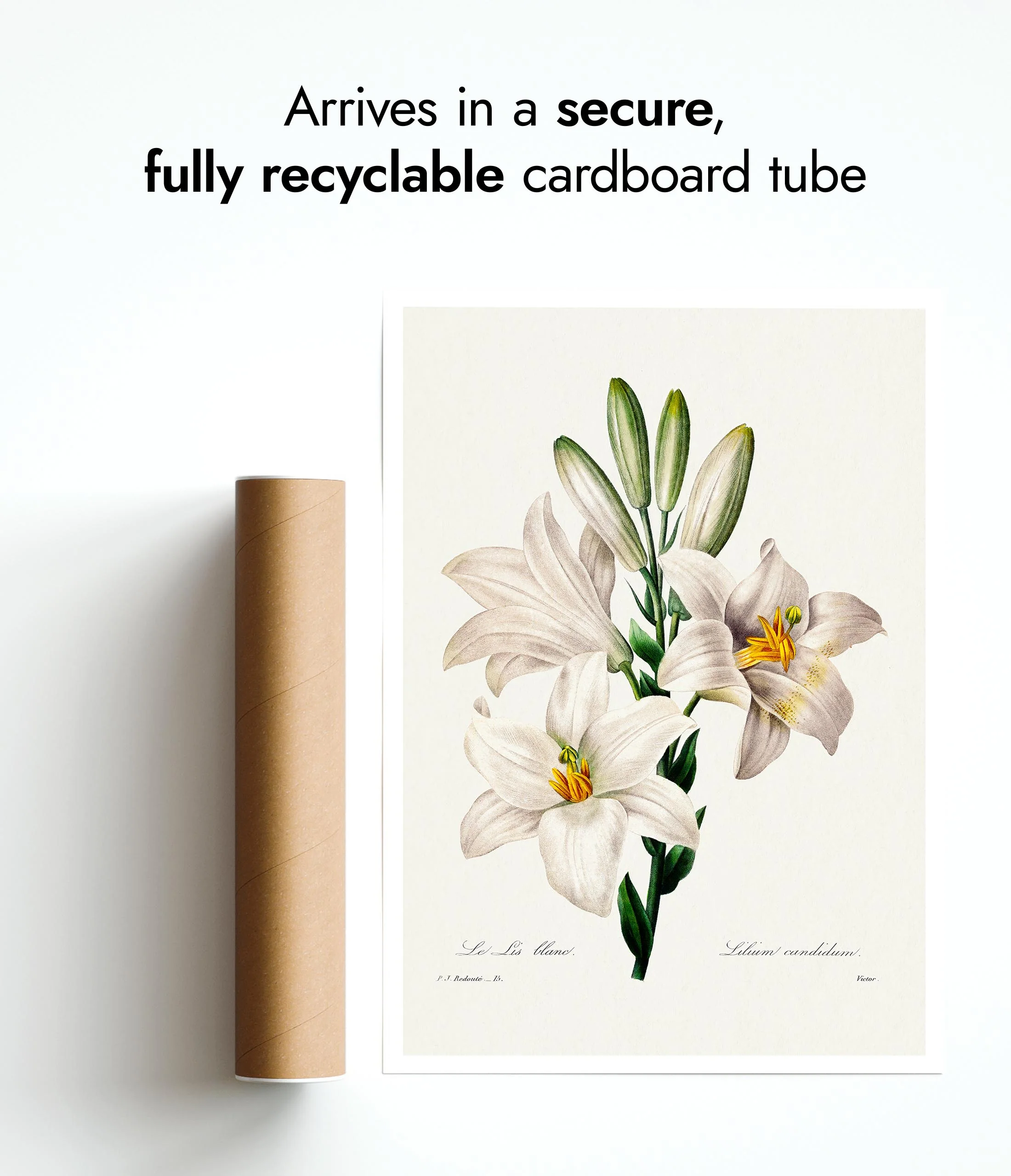 Madonna Lily - Image 9