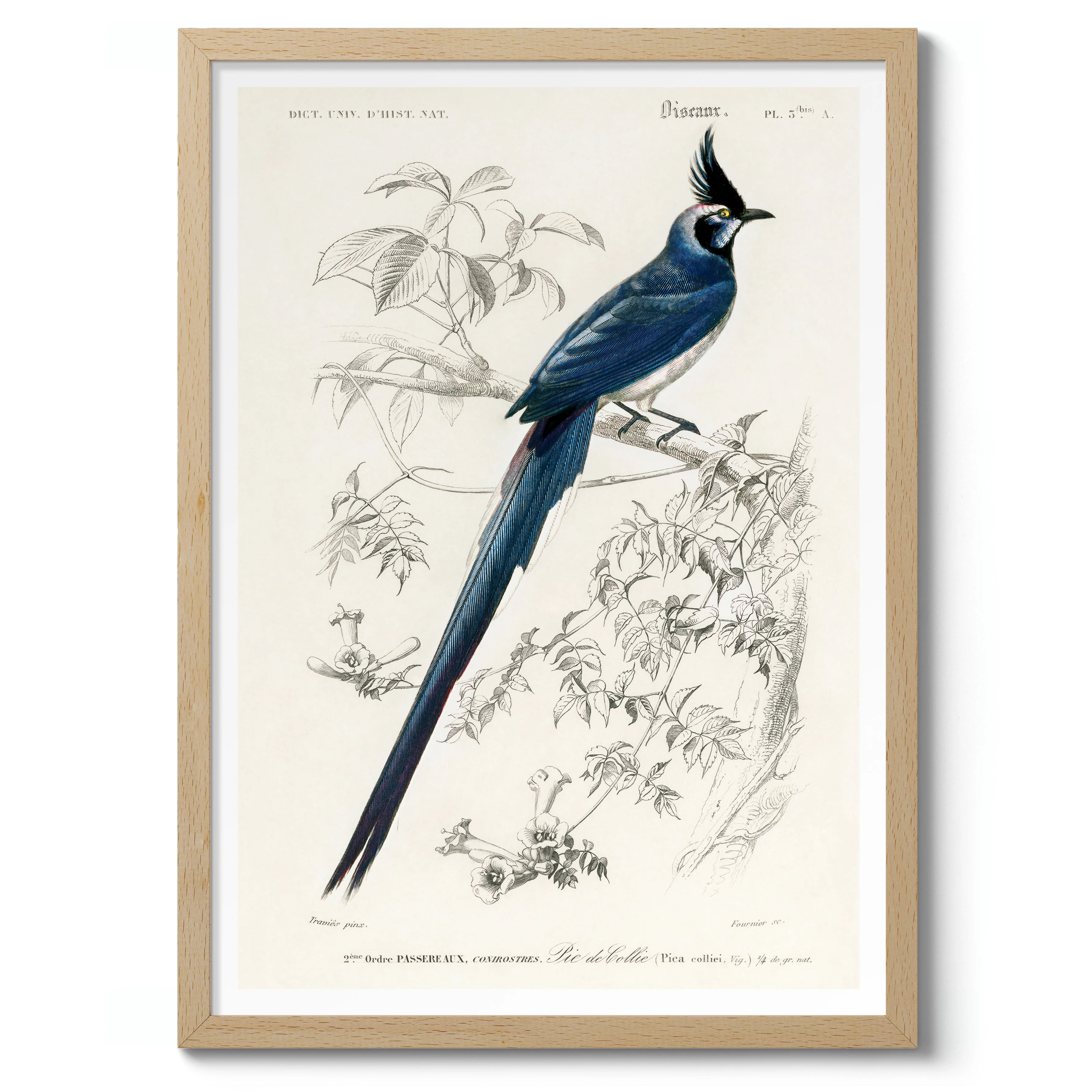 Magpie-Jays - Image 3