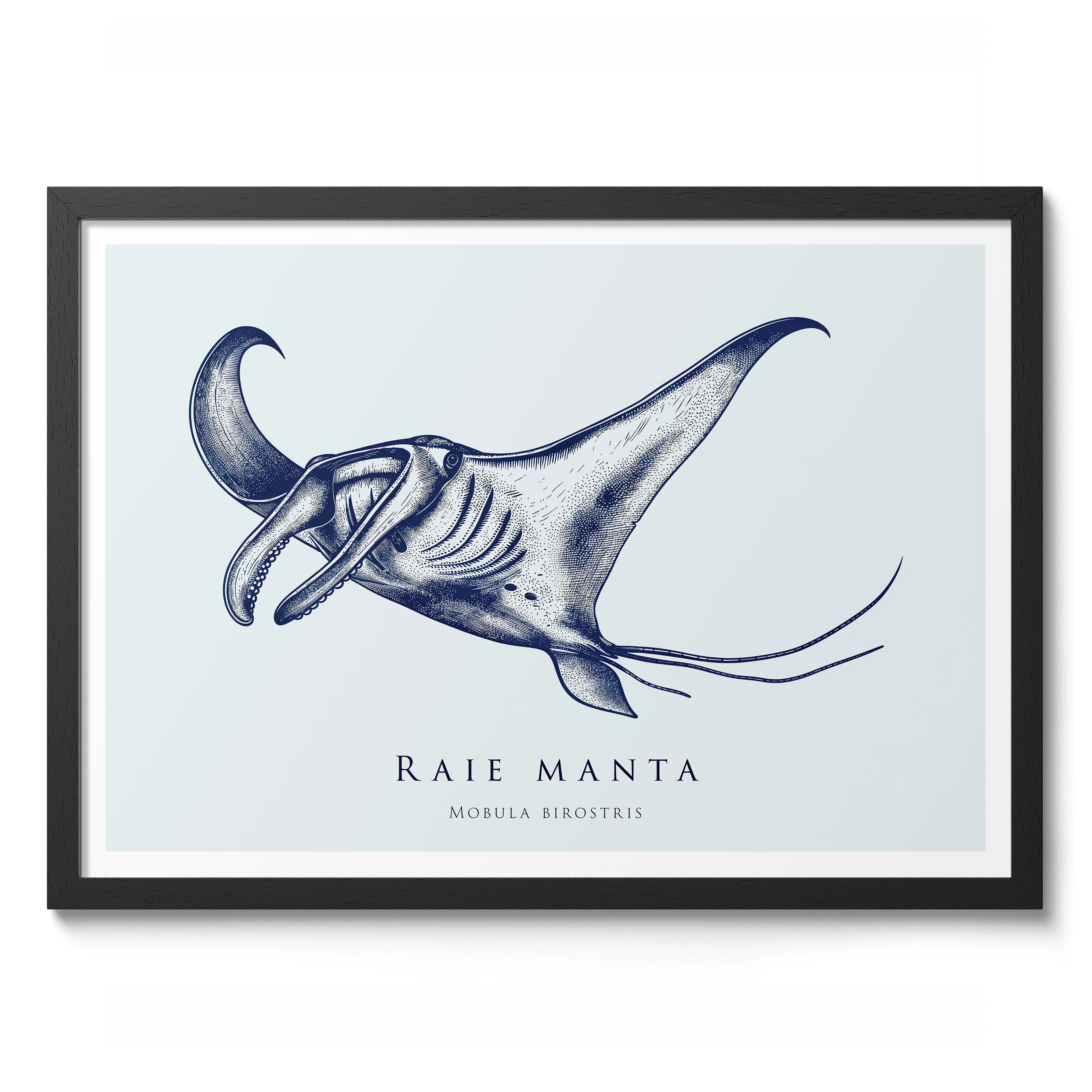 Manta Ray - Image 2