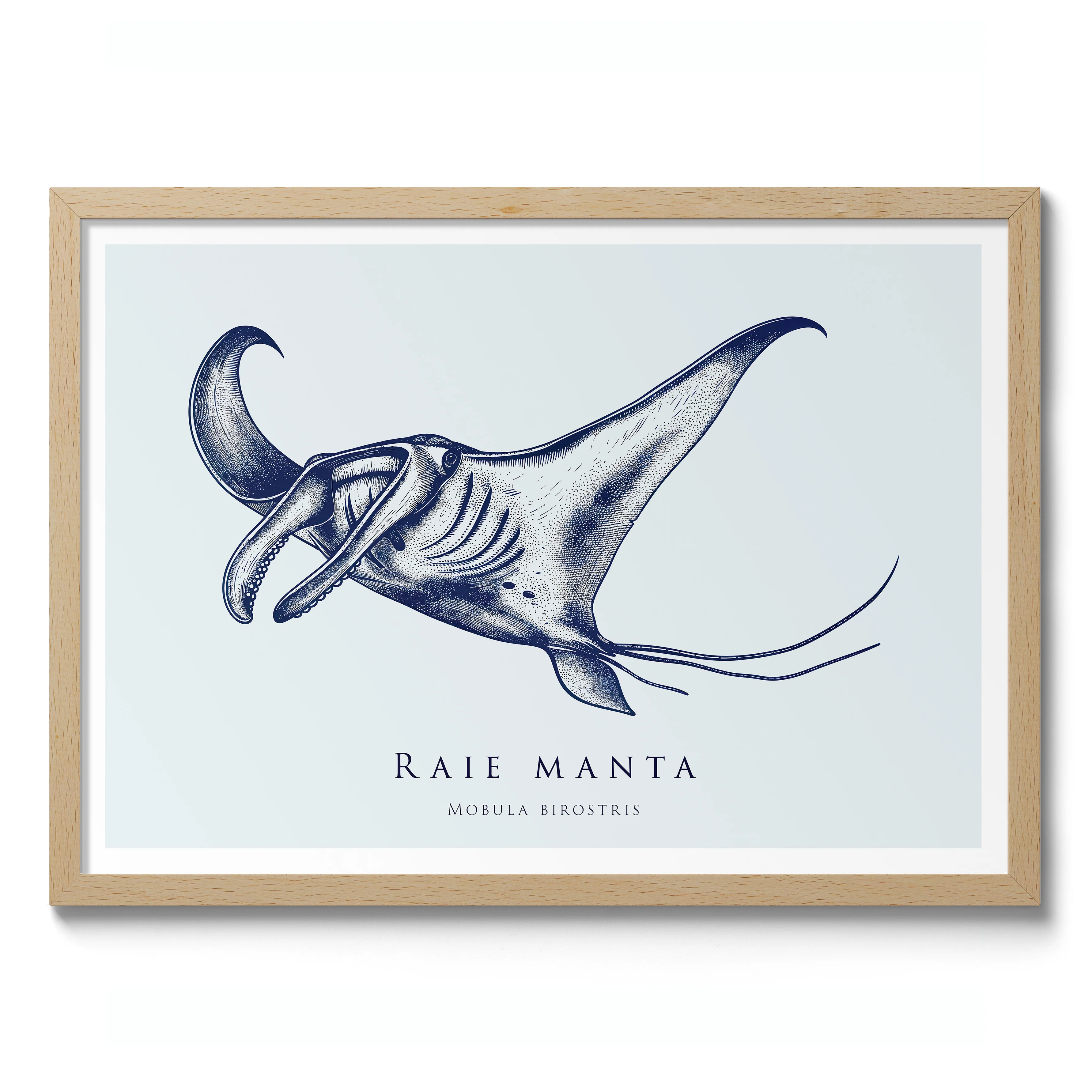 Manta Ray - Image 3