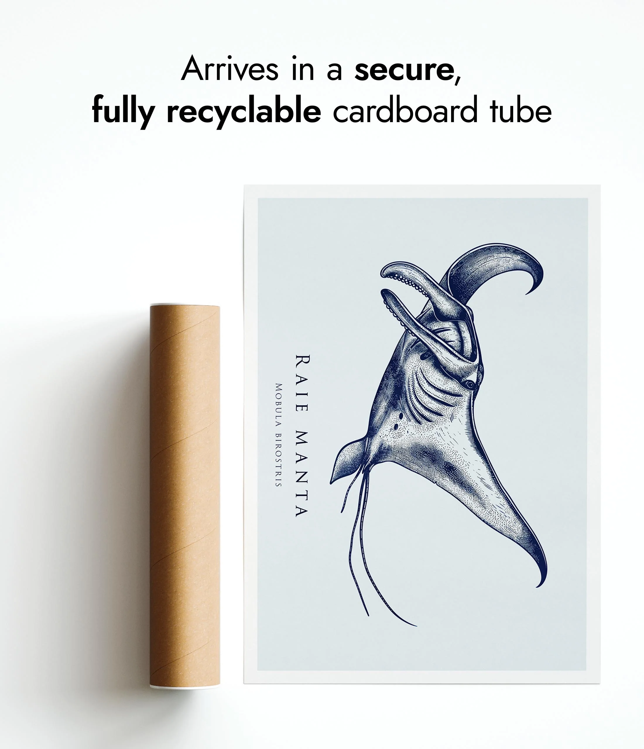 Manta Ray - Image 9