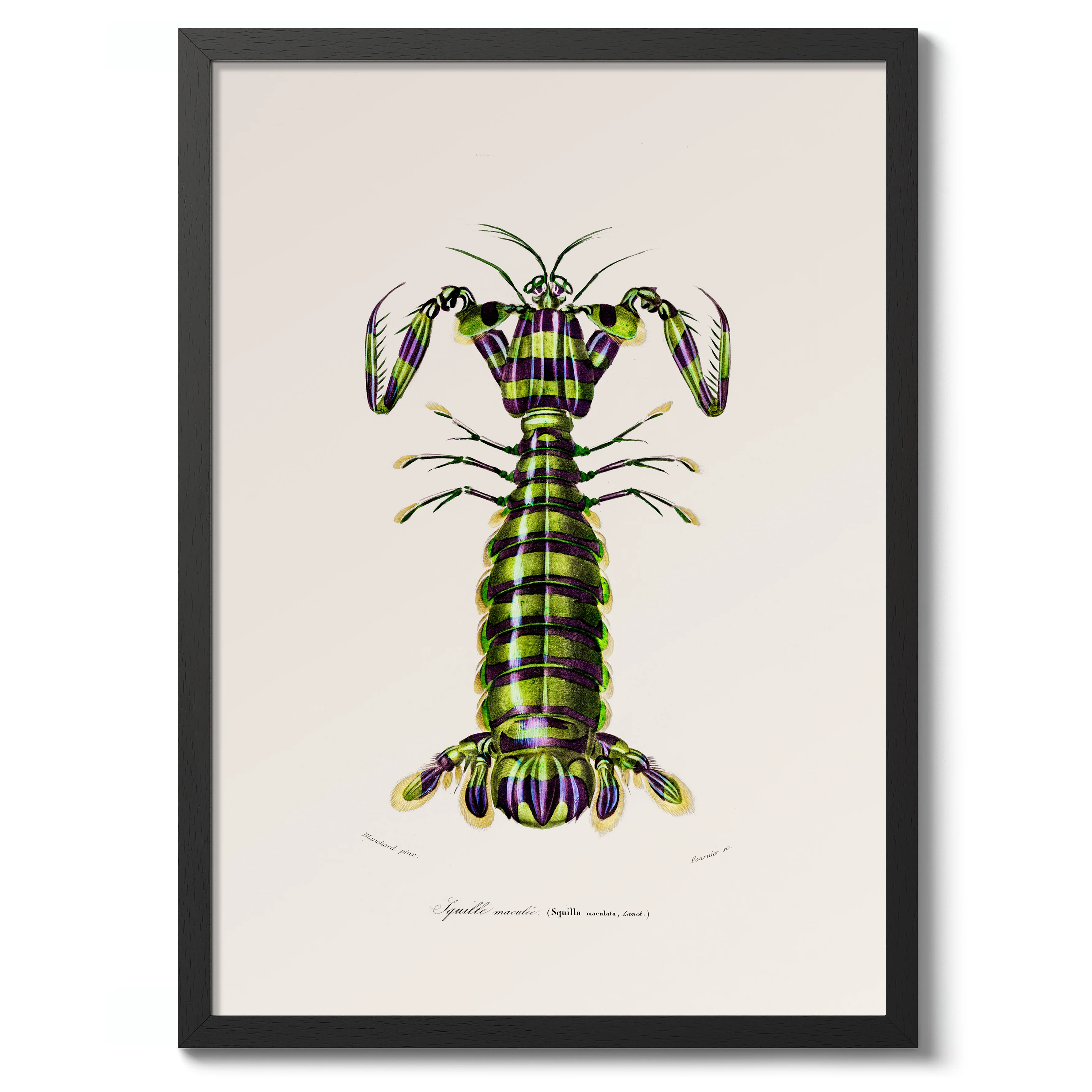 Mantis Shrimp - Image 2