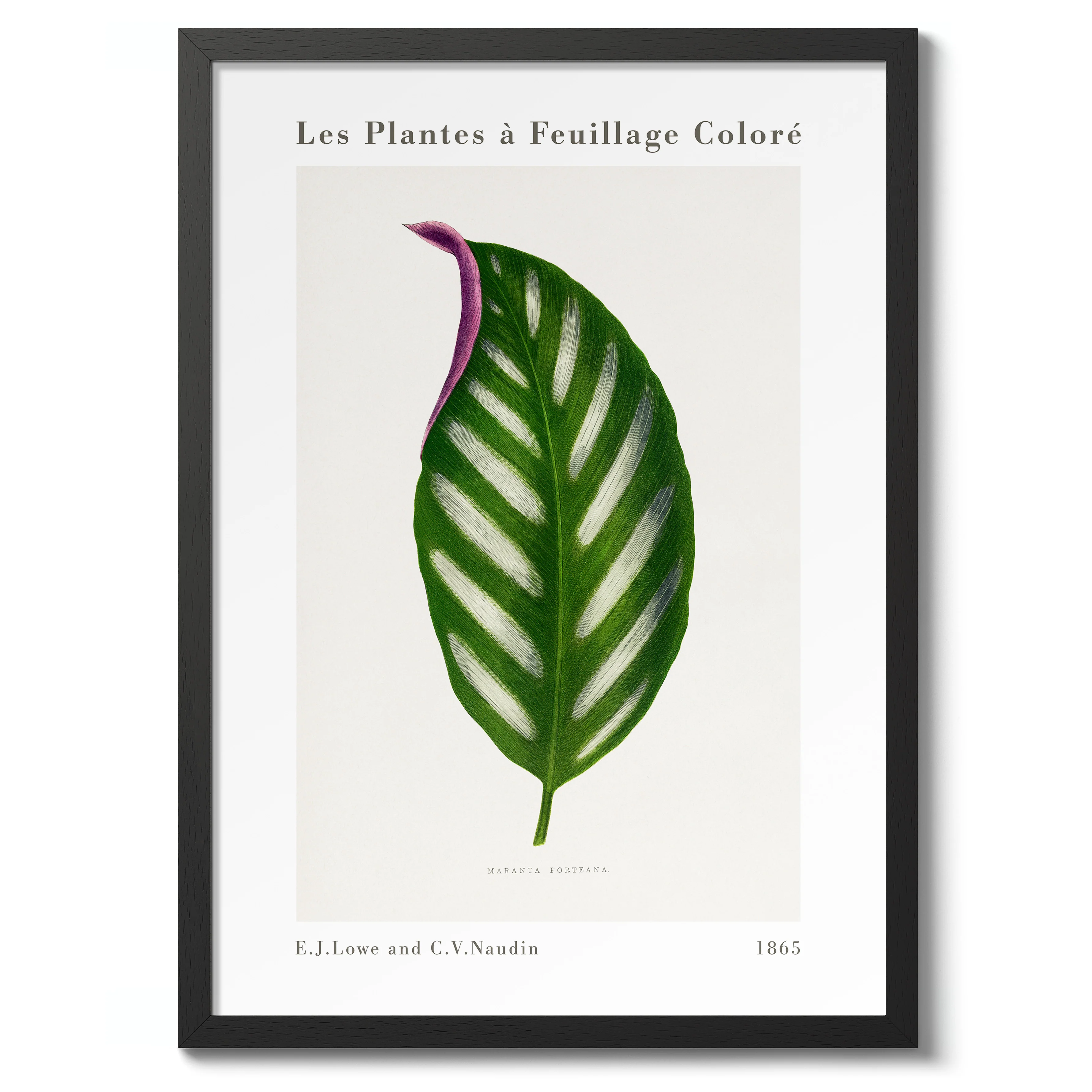 Maranta Porteana - Image 2