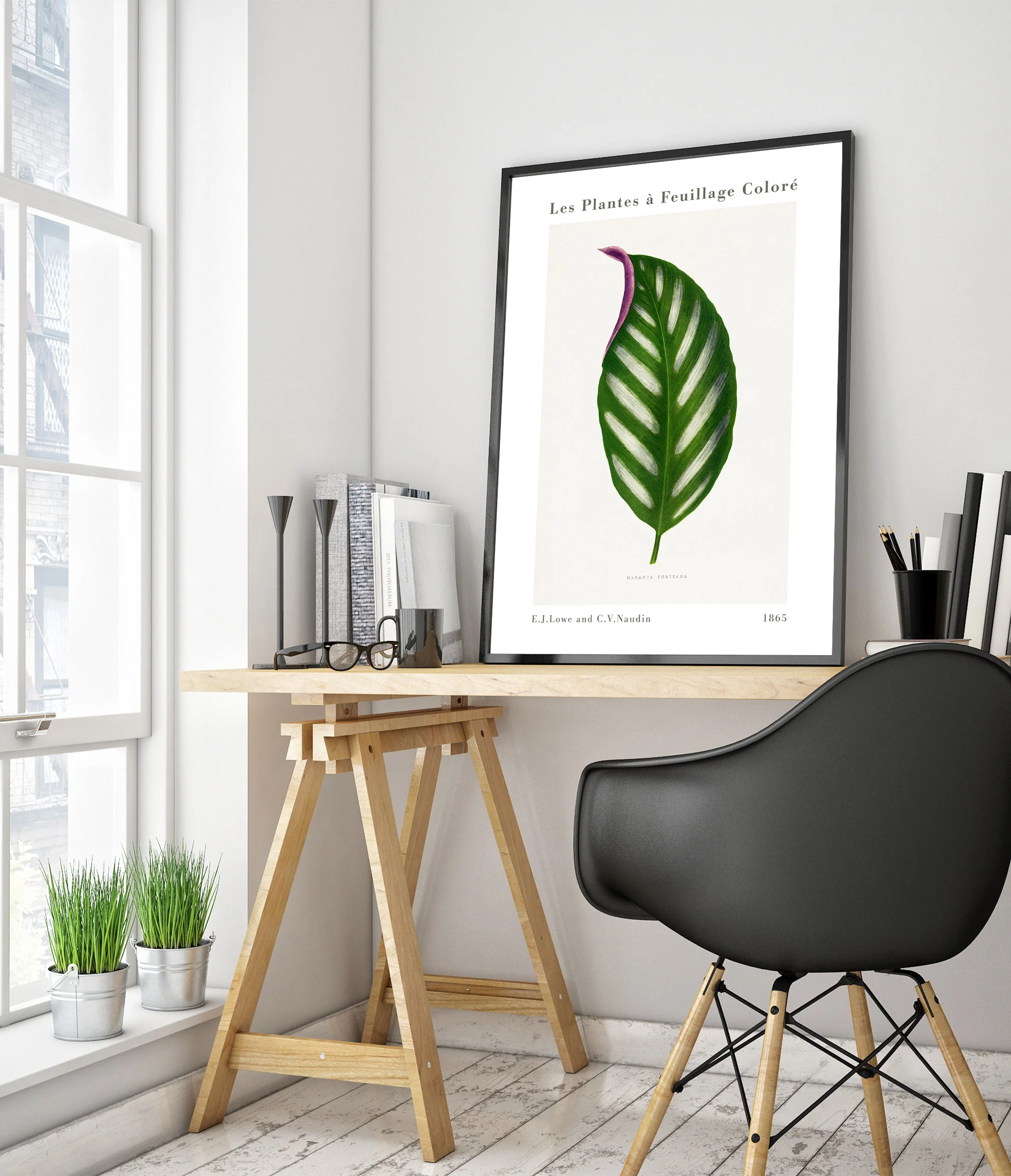 Maranta Porteana - Image 5