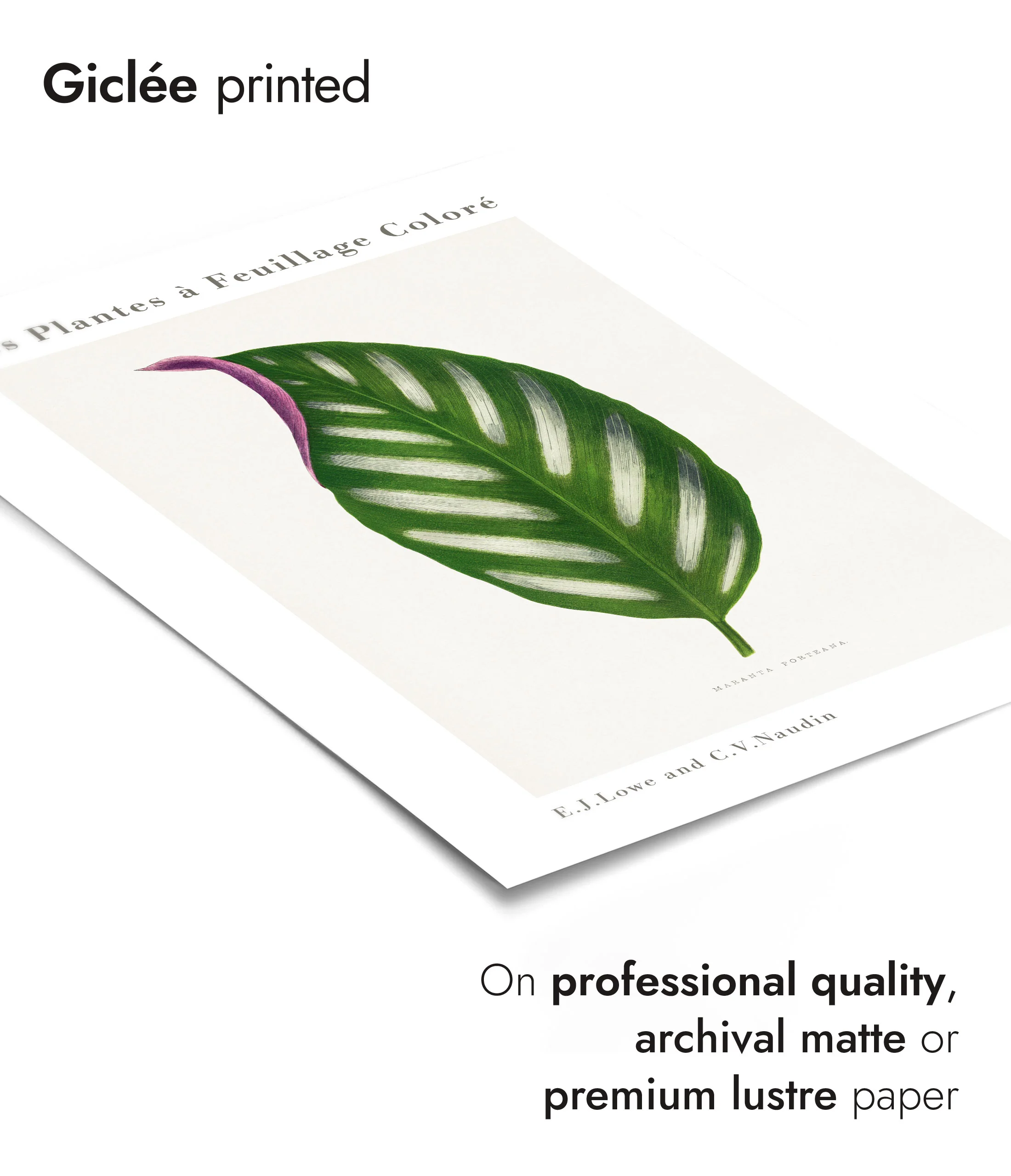 Maranta Porteana - Image 6