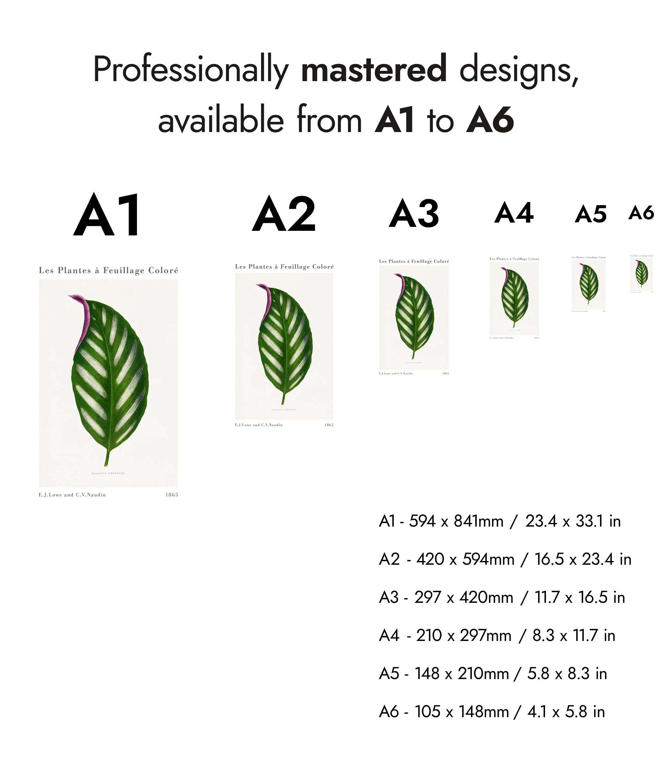 Maranta Porteana - Image 8