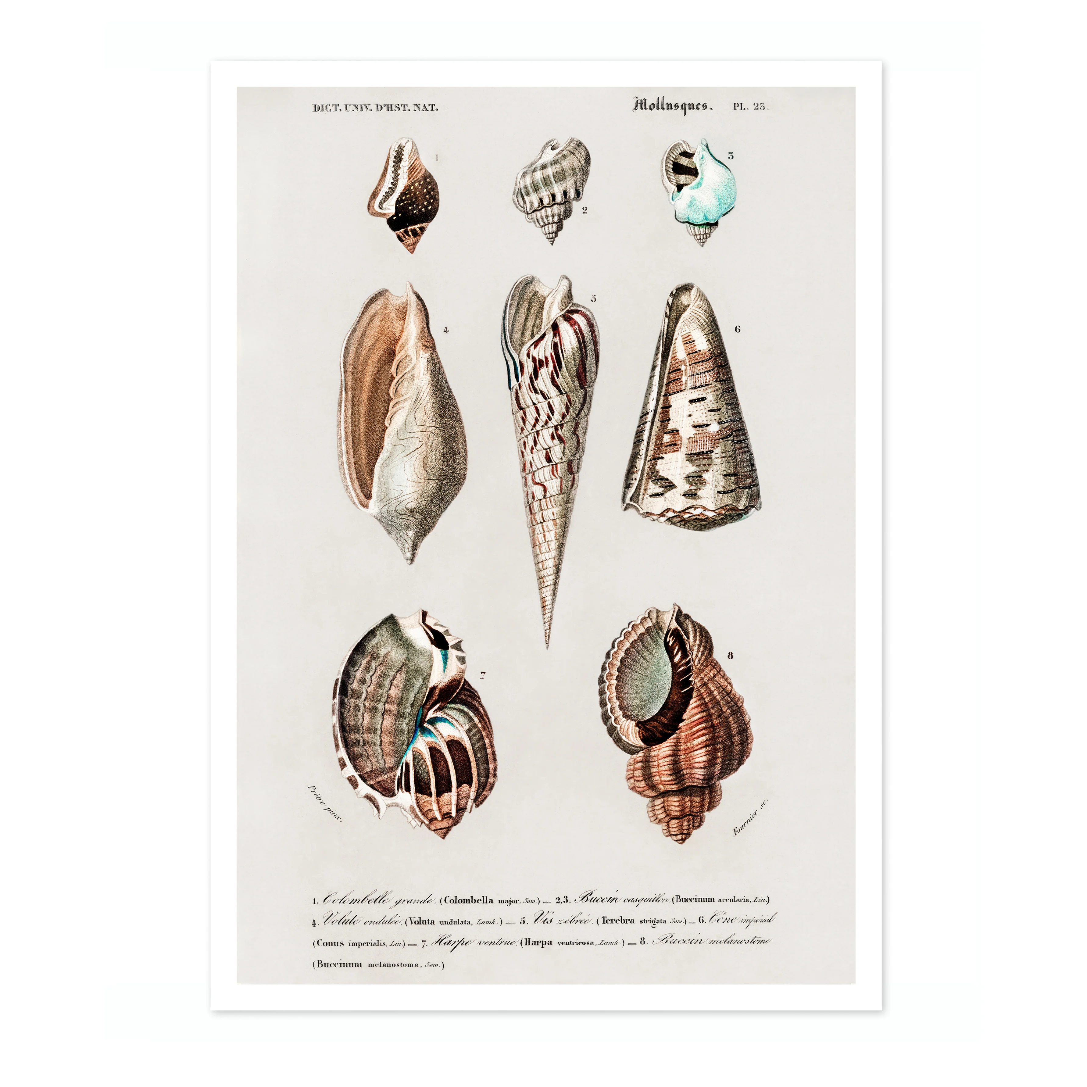 Mollusks - Image 4