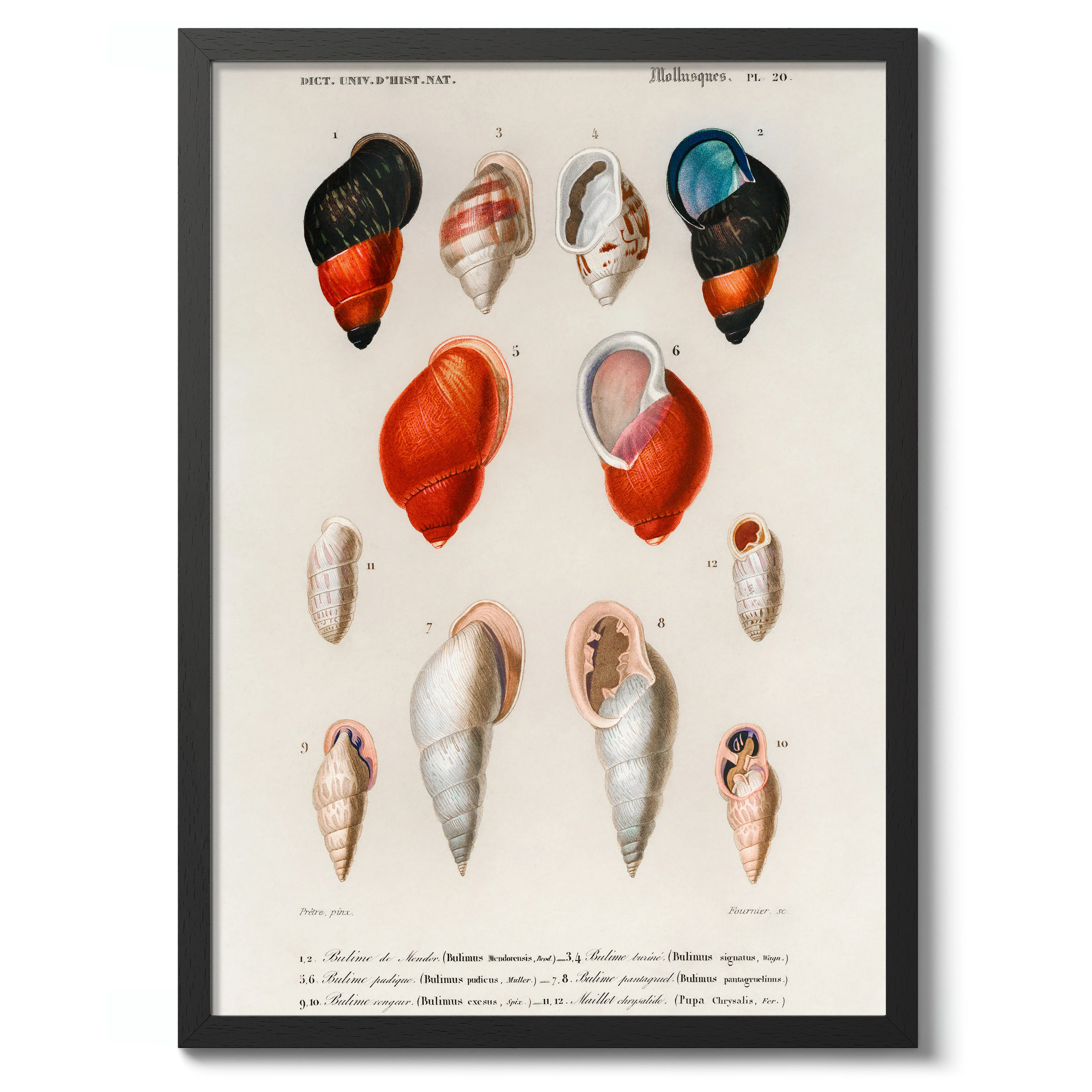 Mollusks - Image 2