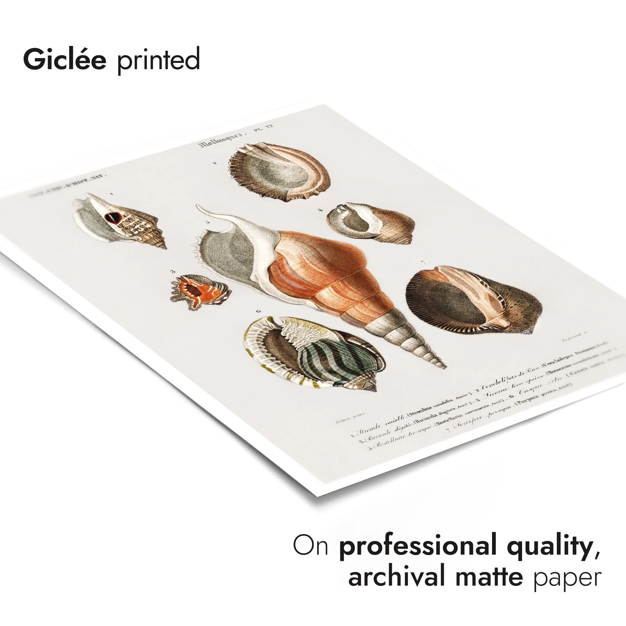 Mollusks III - Image 6